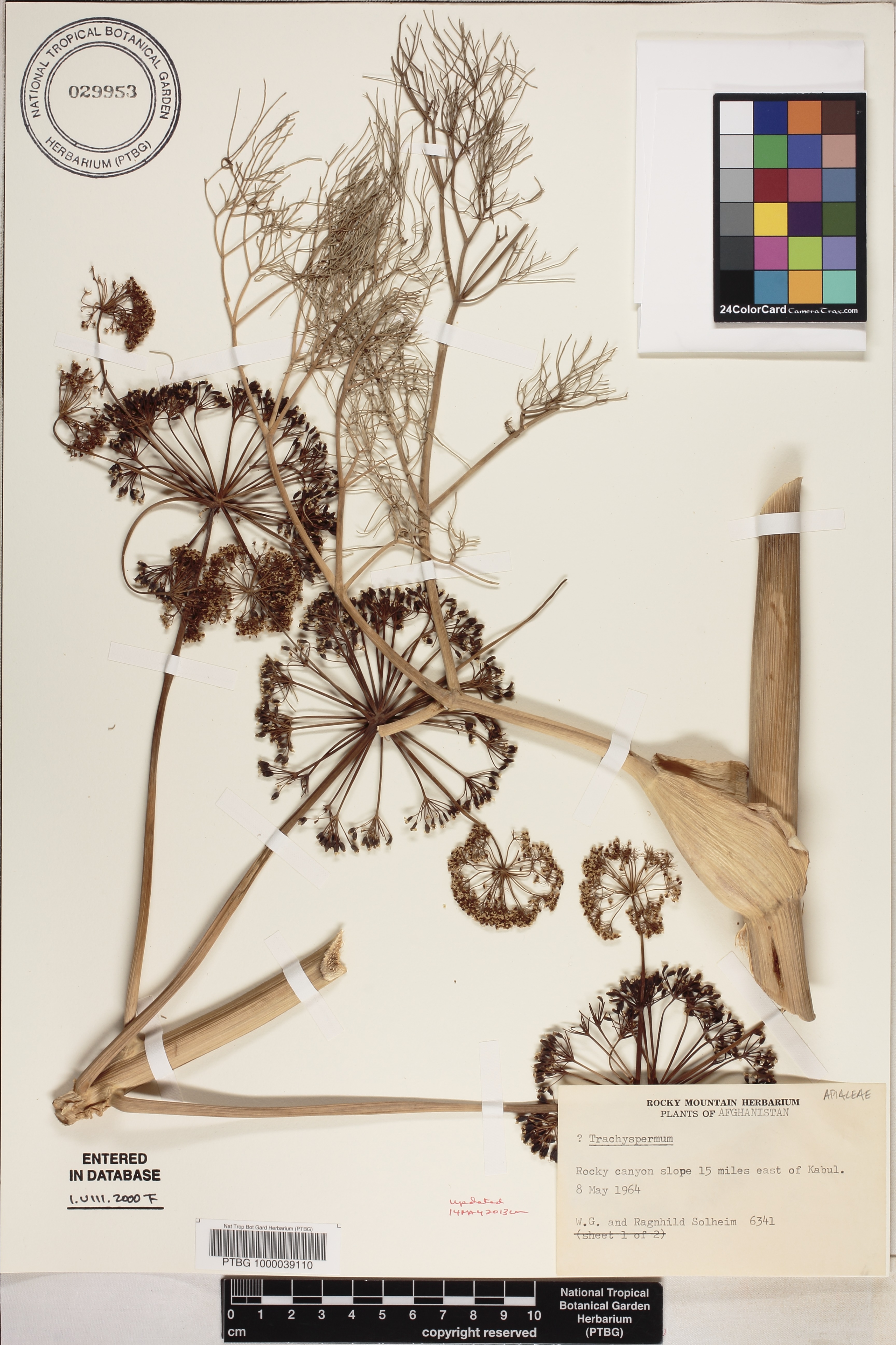 Trachyspermum image