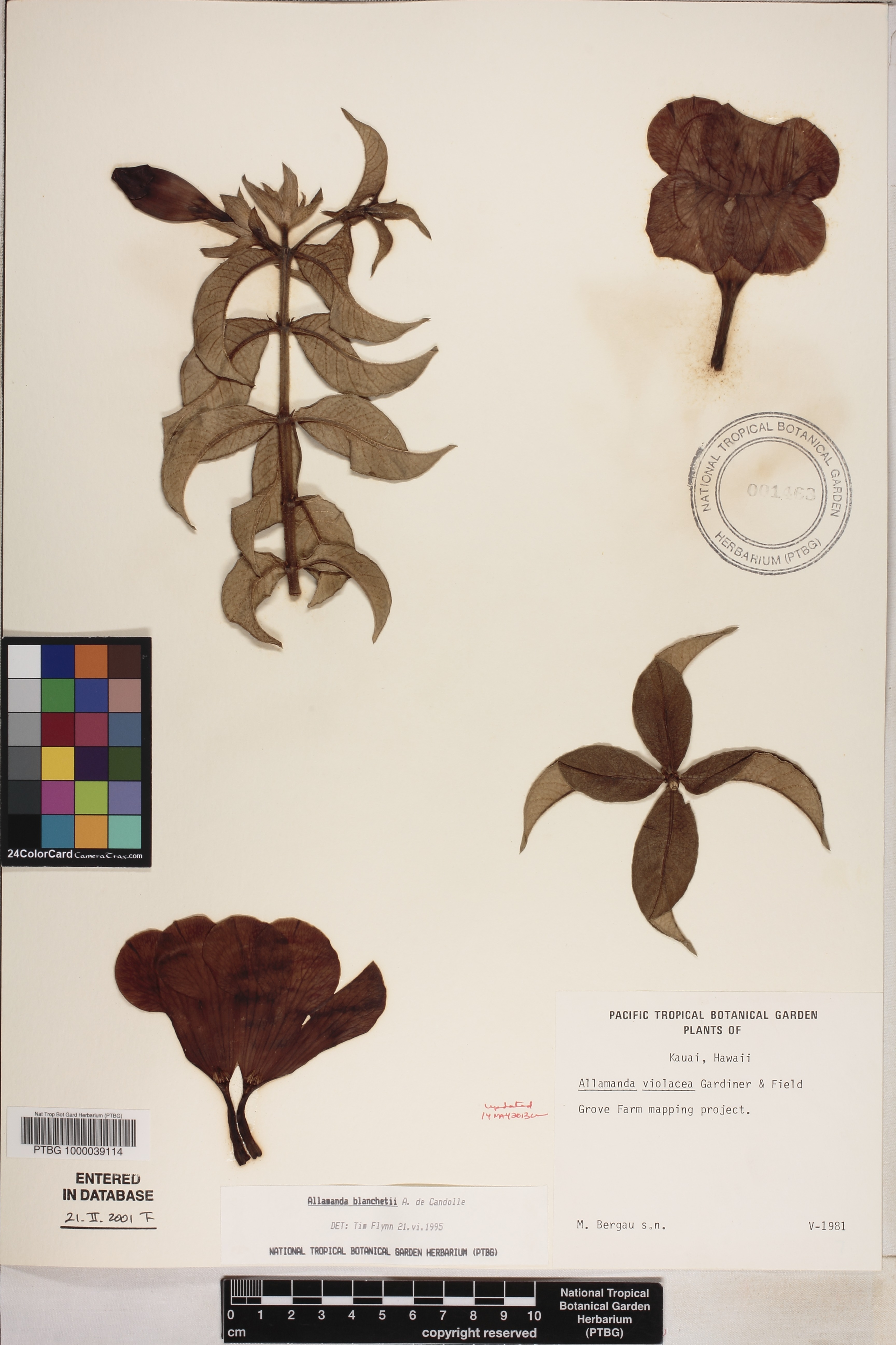 Allamanda blanchetii image