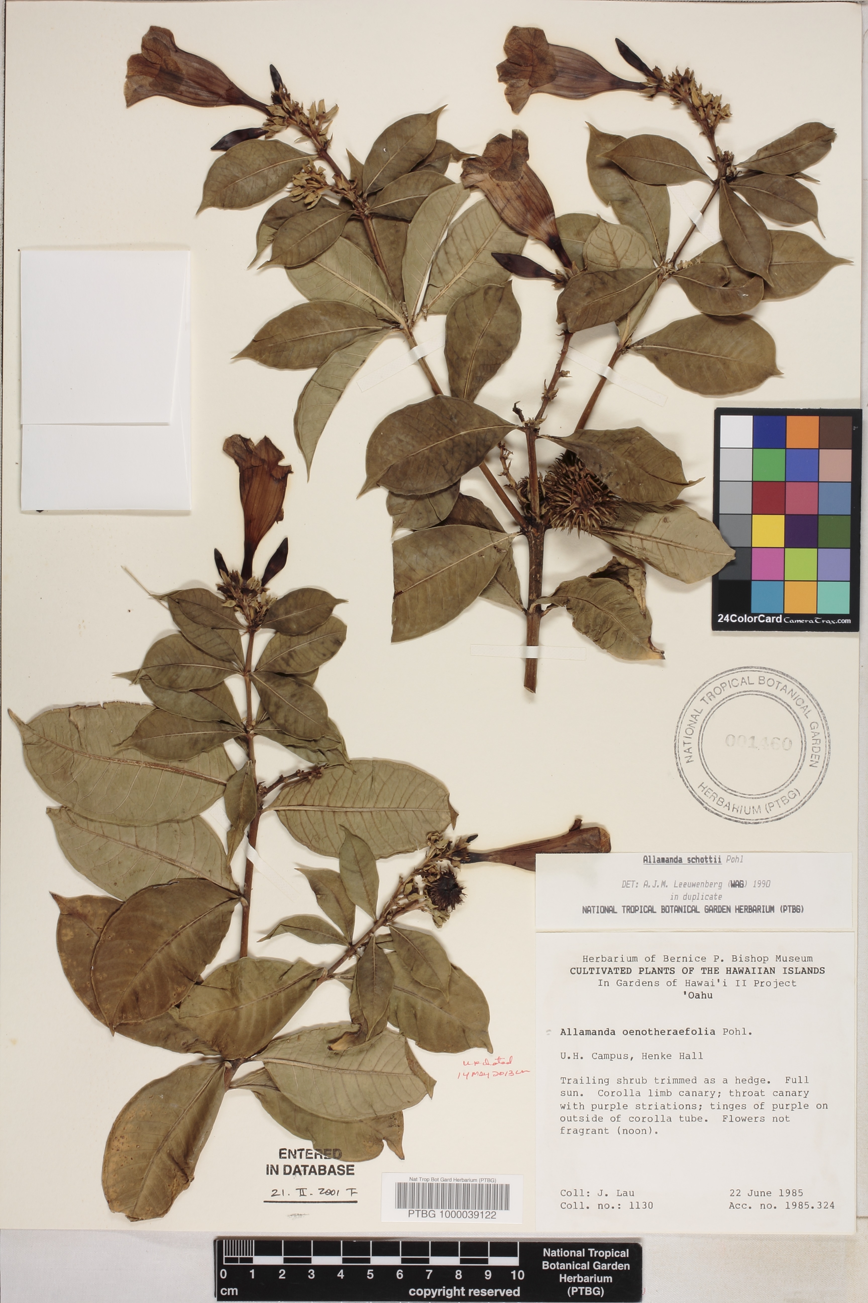 Allamanda schottii image