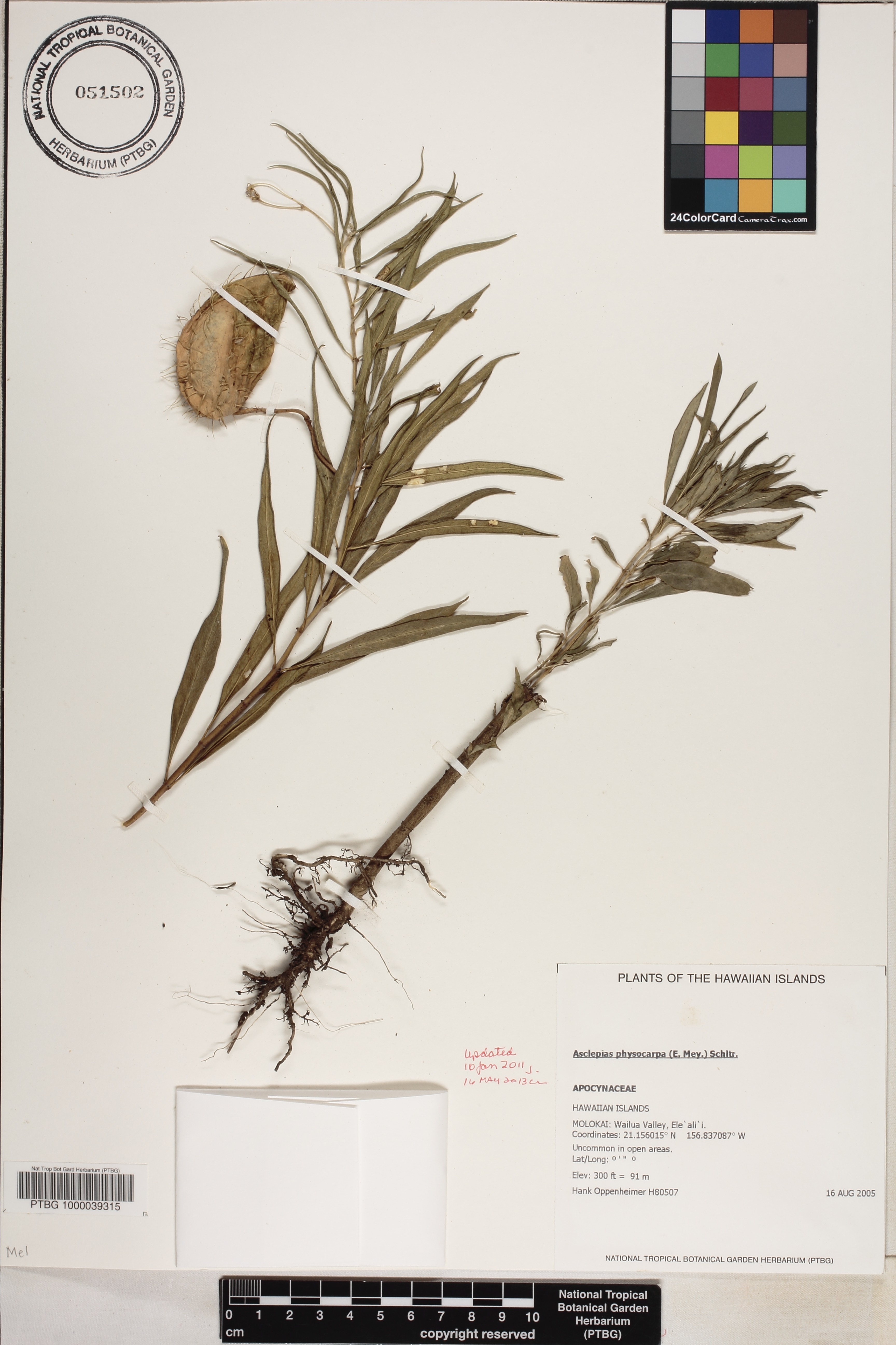 Asclepias physocarpa image