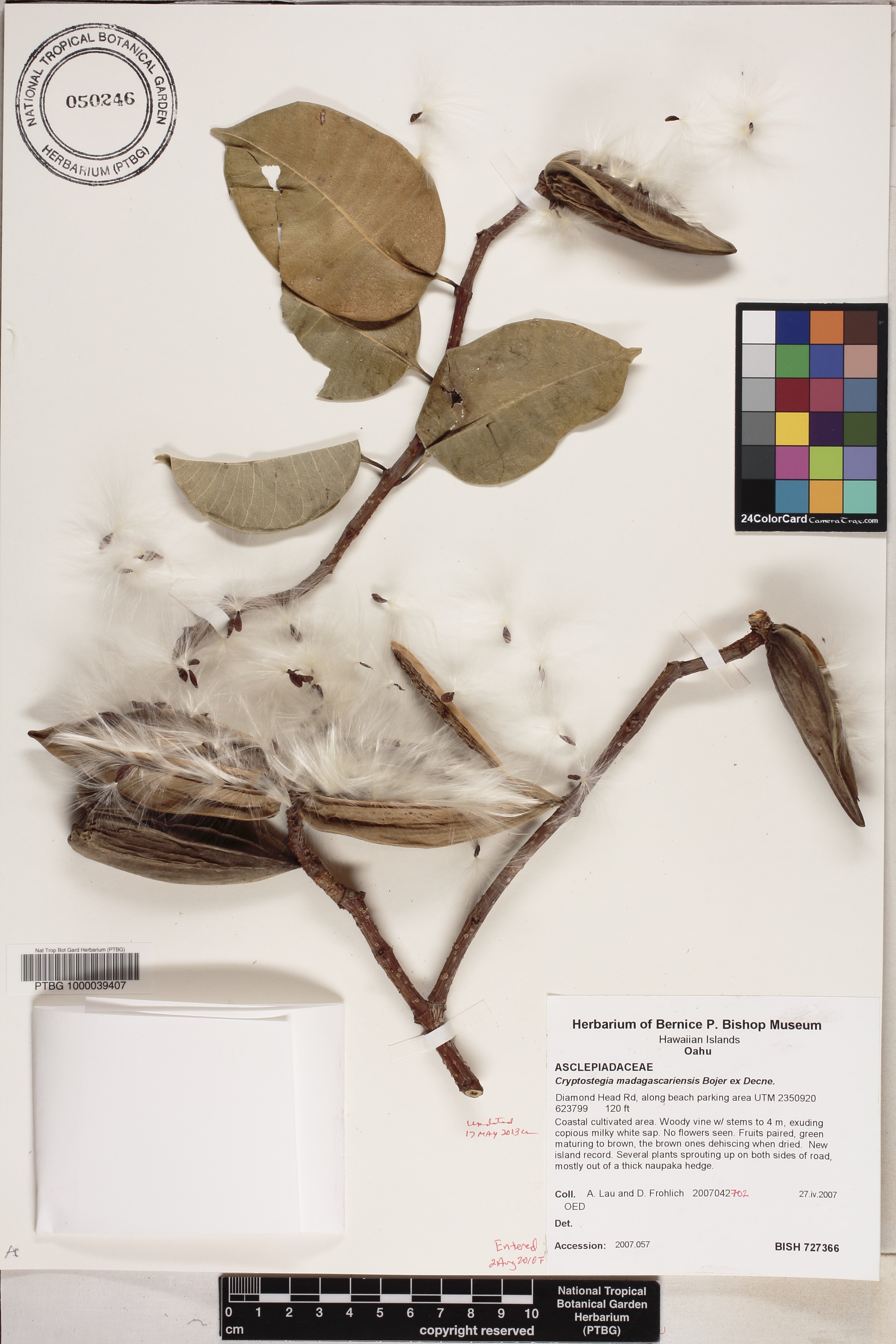 Cryptostegia madagascariensis image
