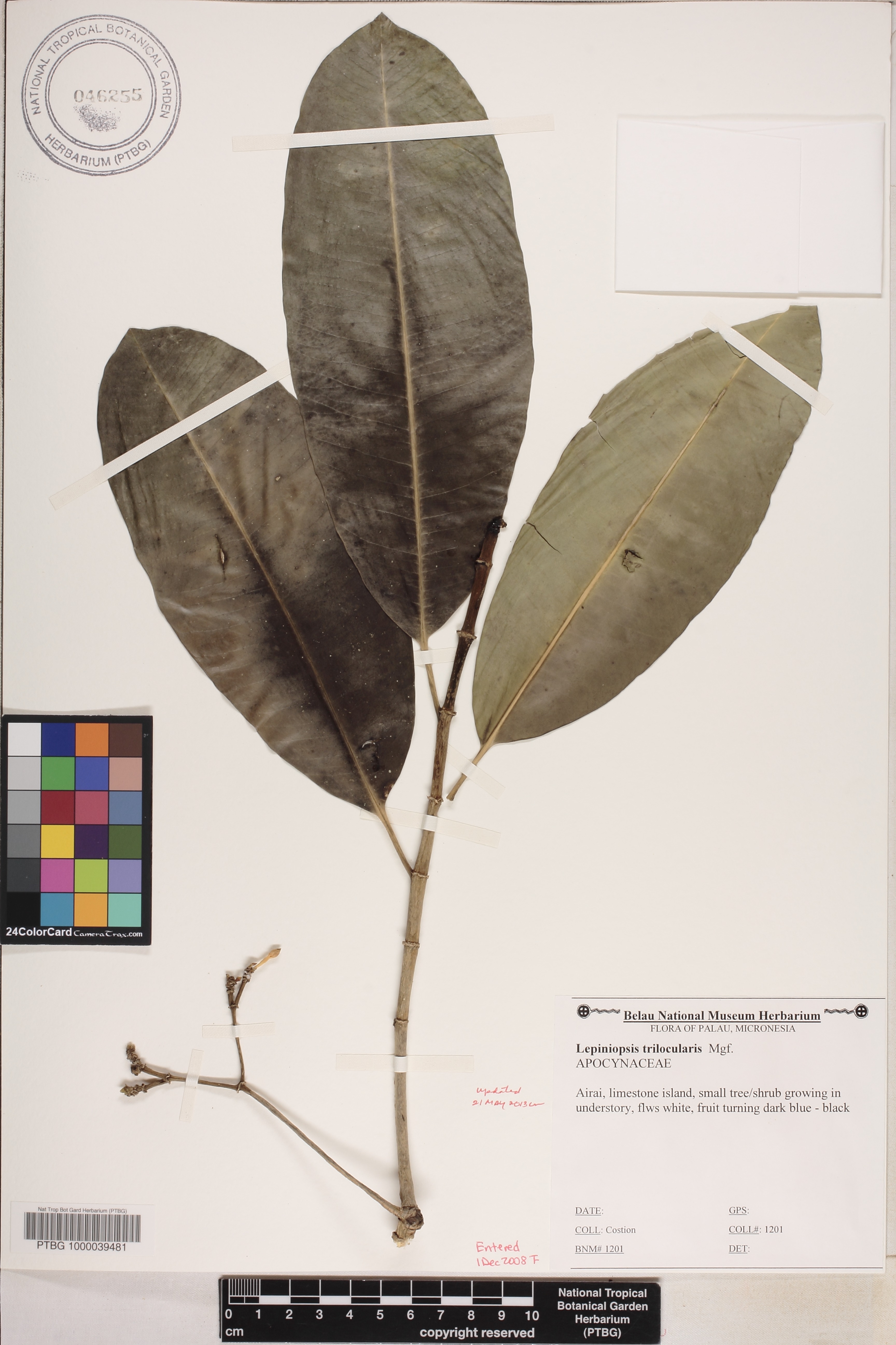 Lepiniopsis trilocularis image