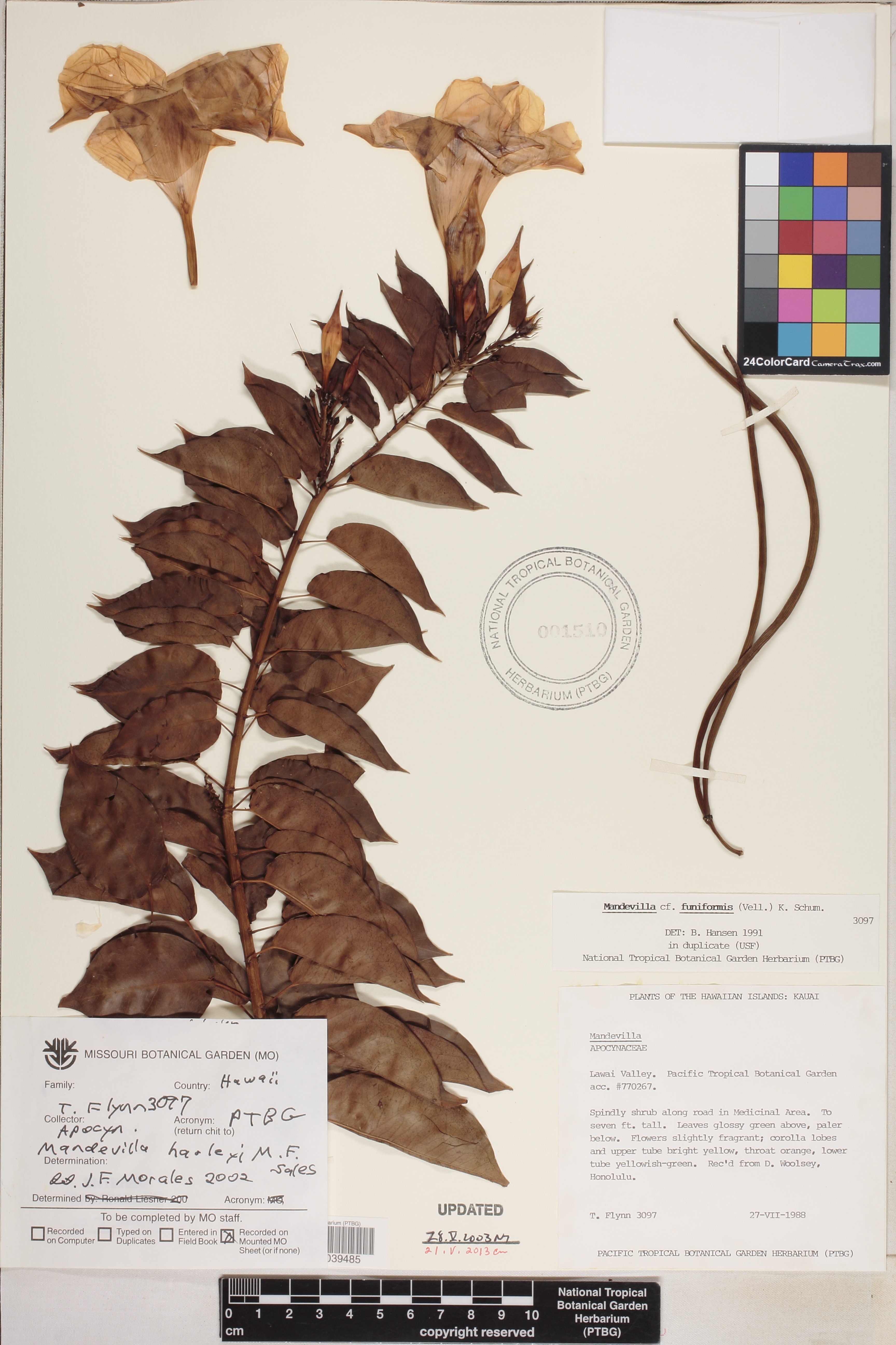 Mandevilla harleyi image