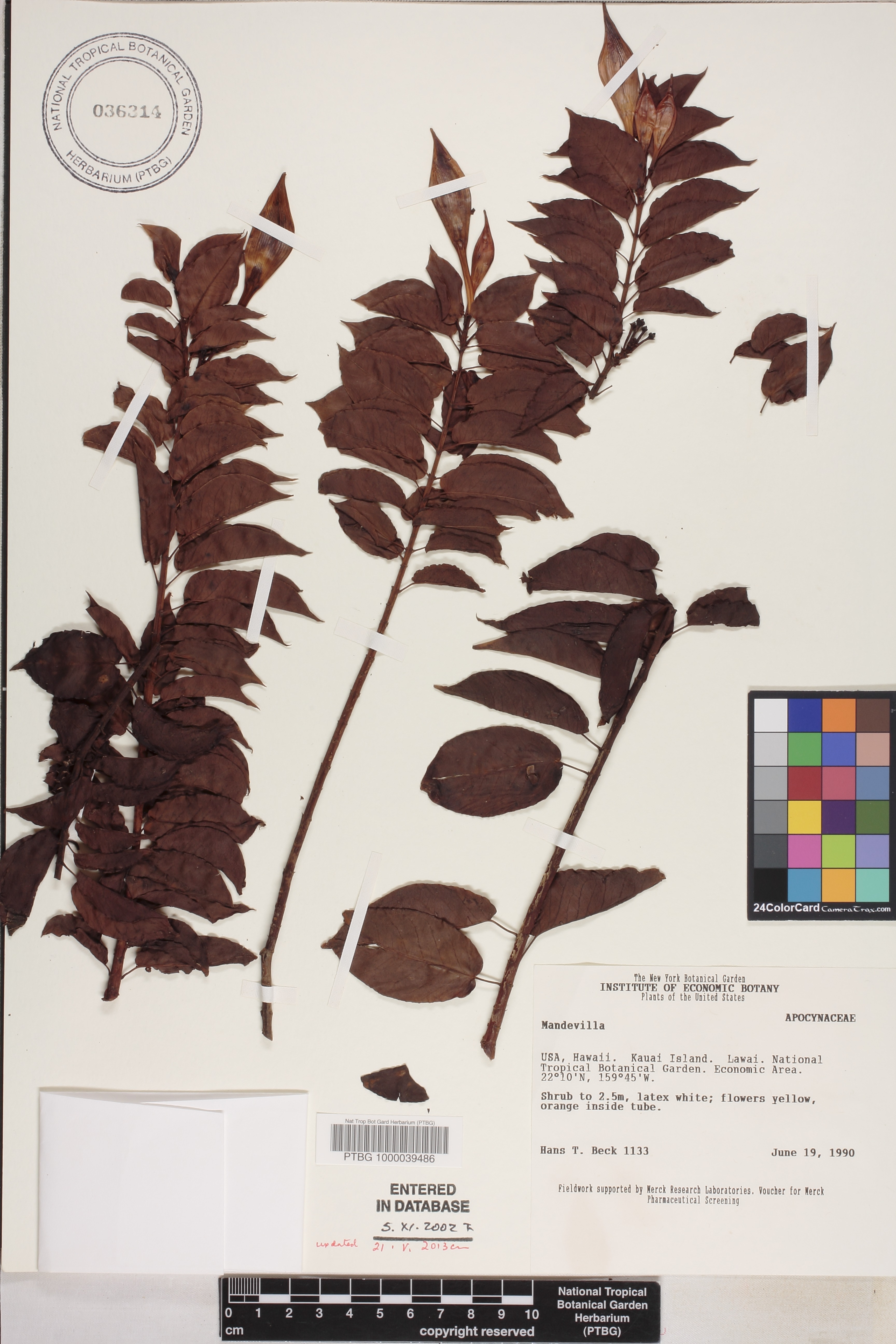 Mandevilla image