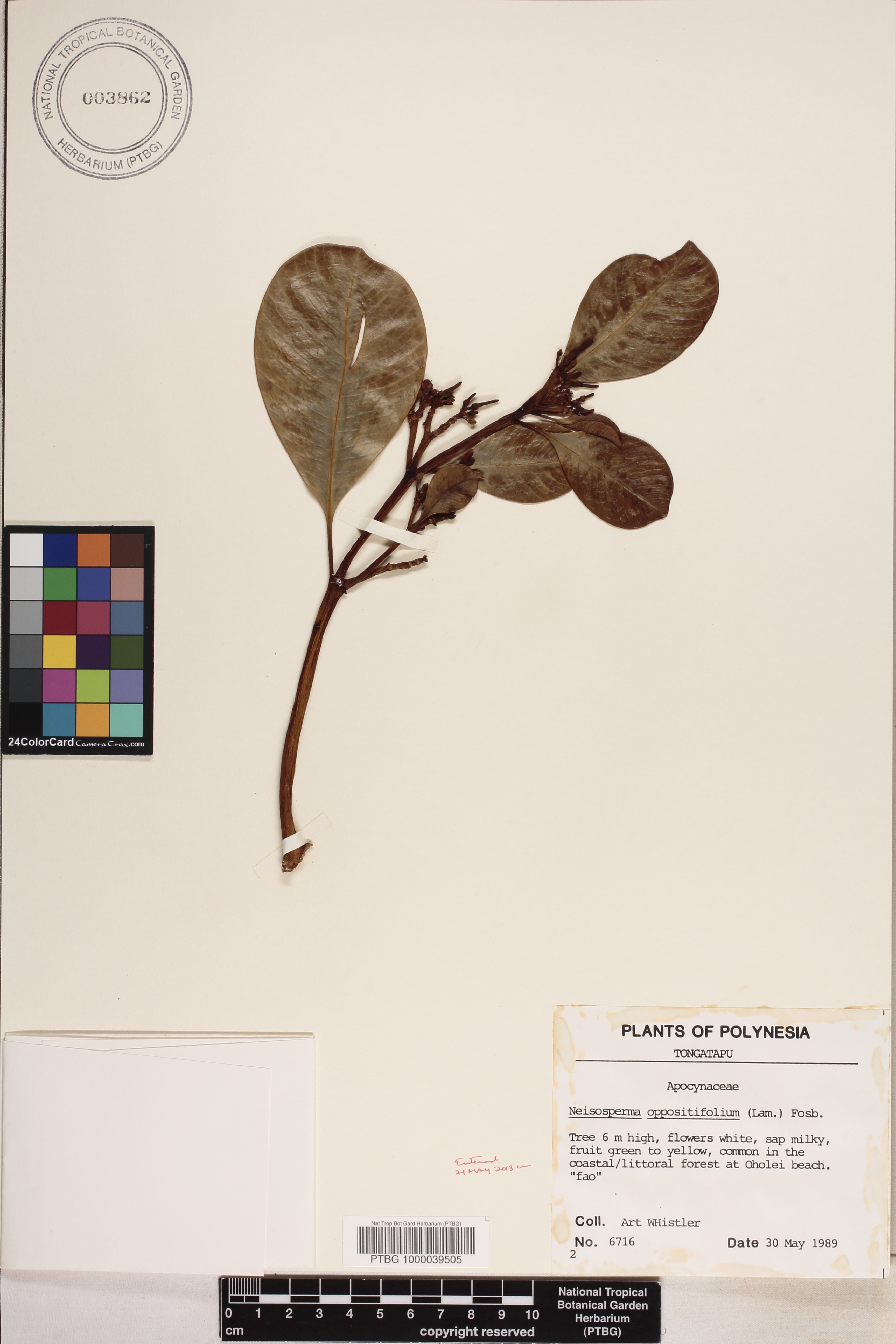 Ochrosia oppositifolia image