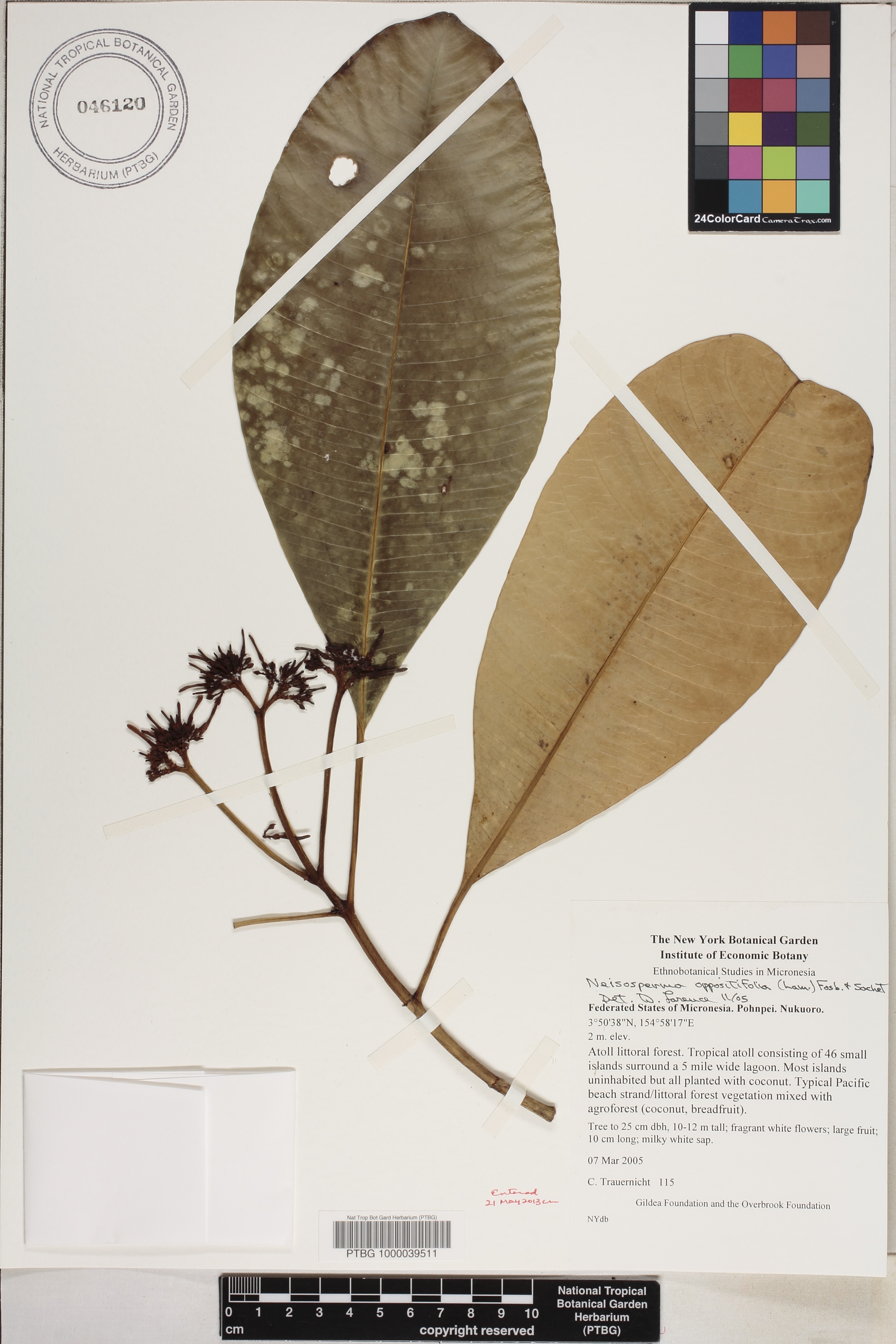 Ochrosia oppositifolia image