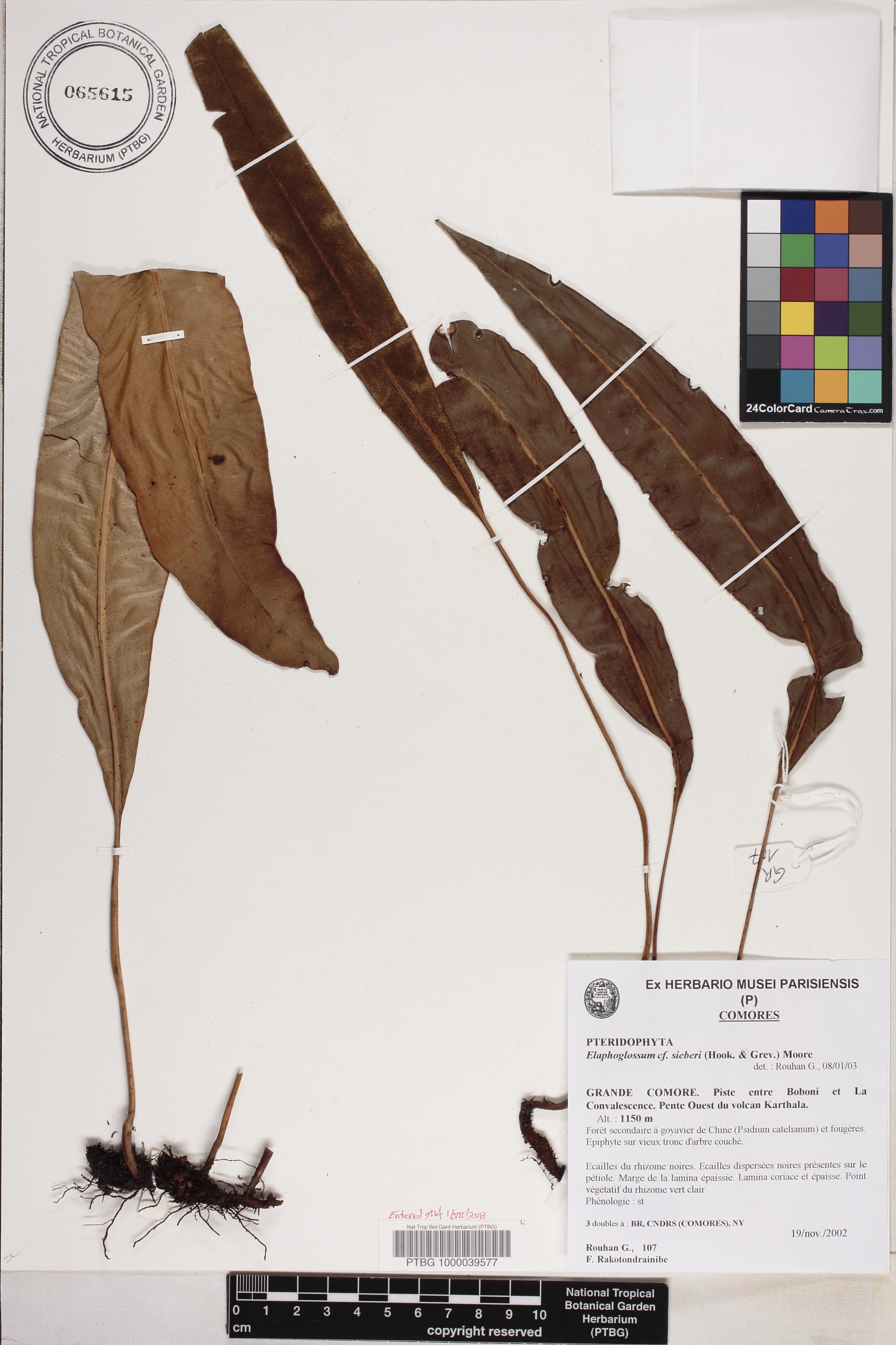 Elaphoglossum sieberi image