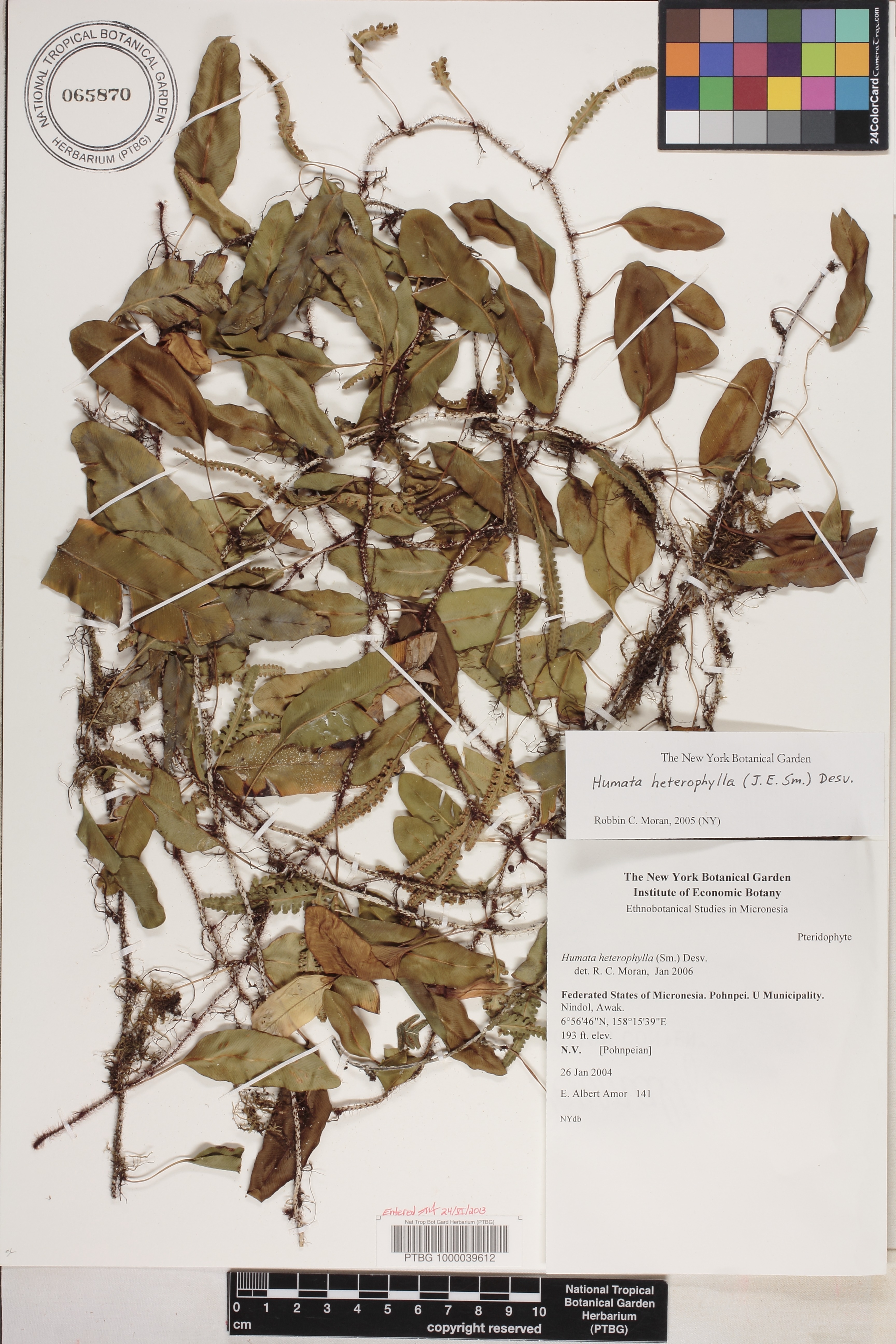 Humata heterophylla image