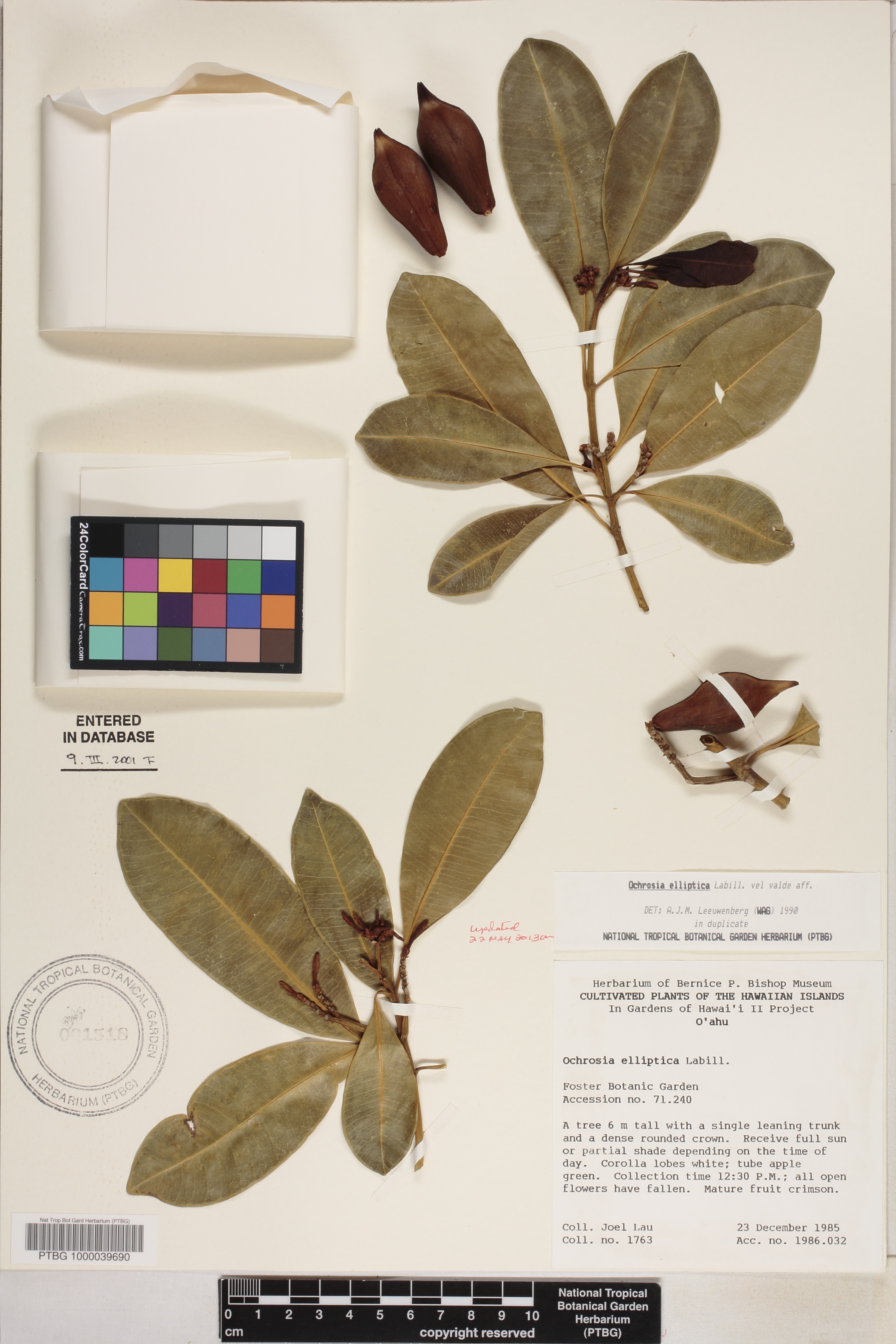 Ochrosia elliptica image