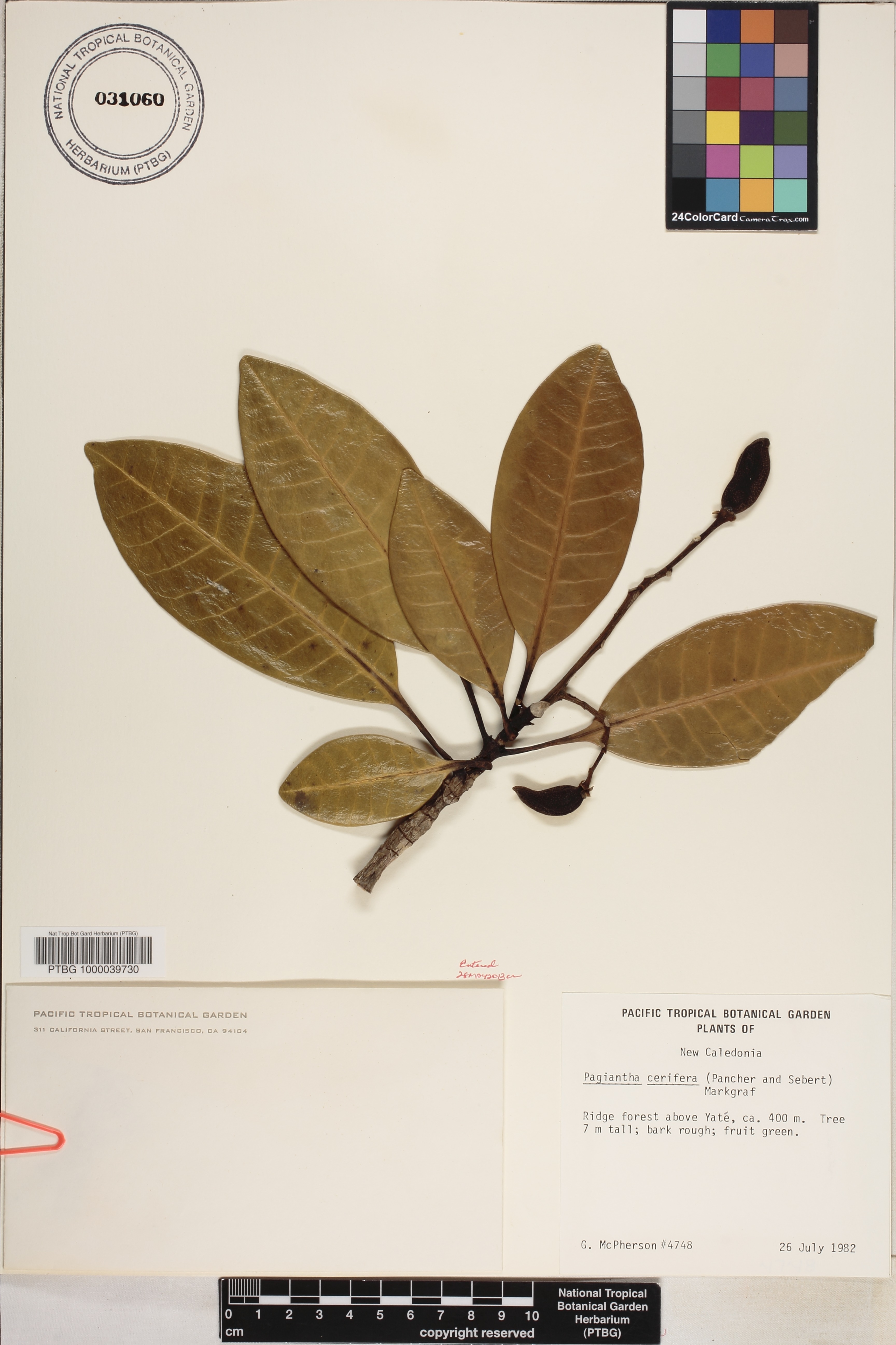 Tabernaemontana cerifera image