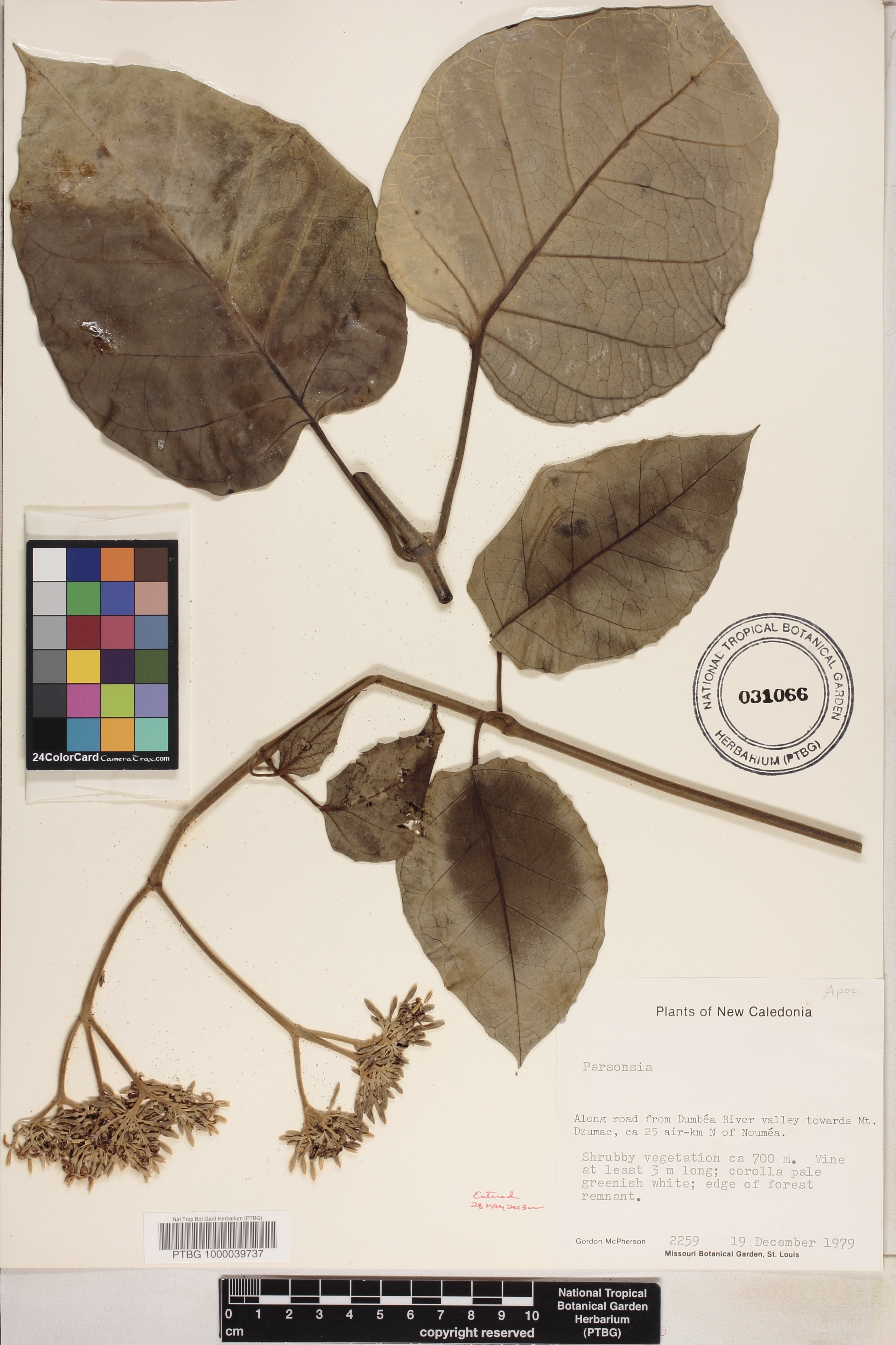 Parsonsia image