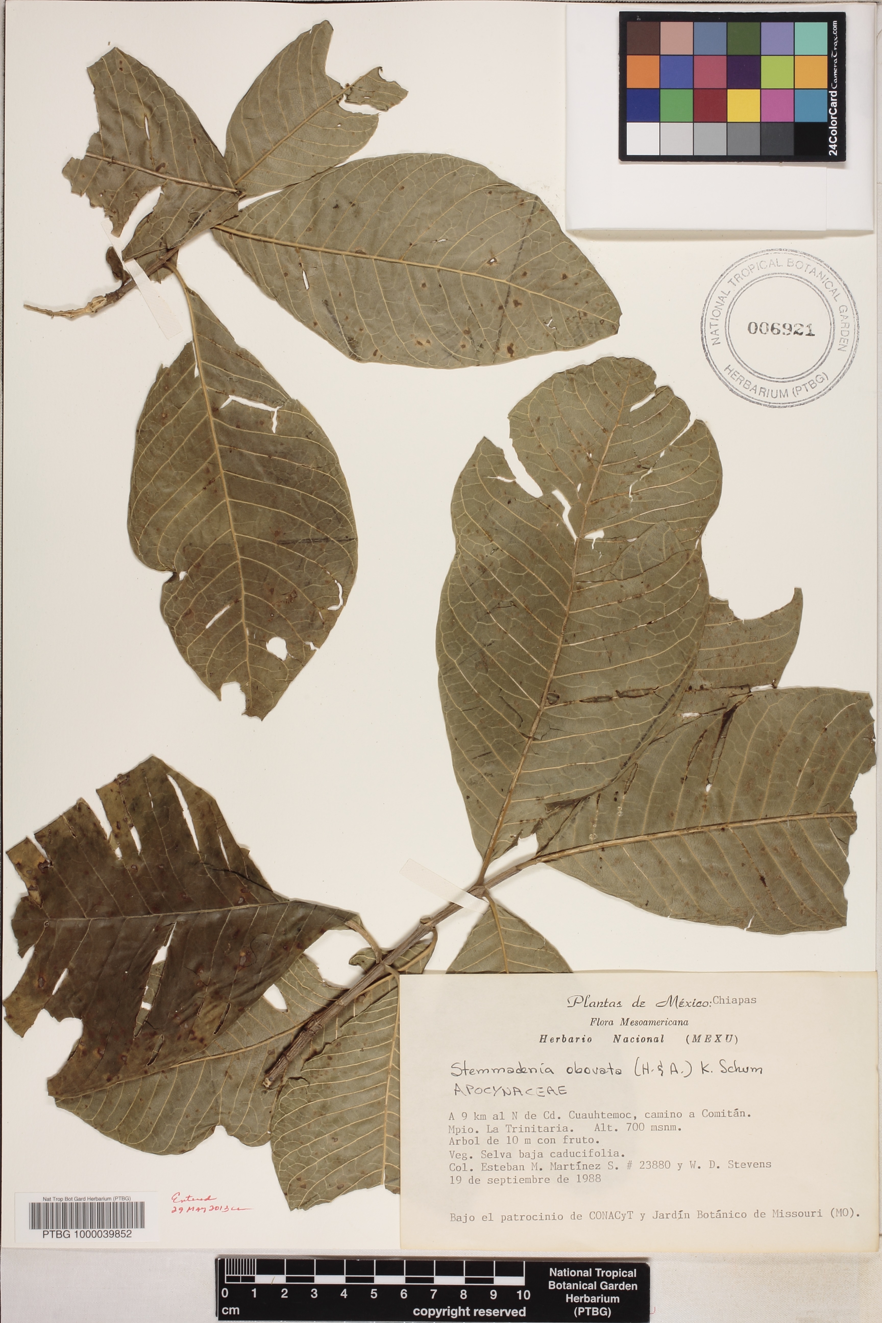 Tabernaemontana image