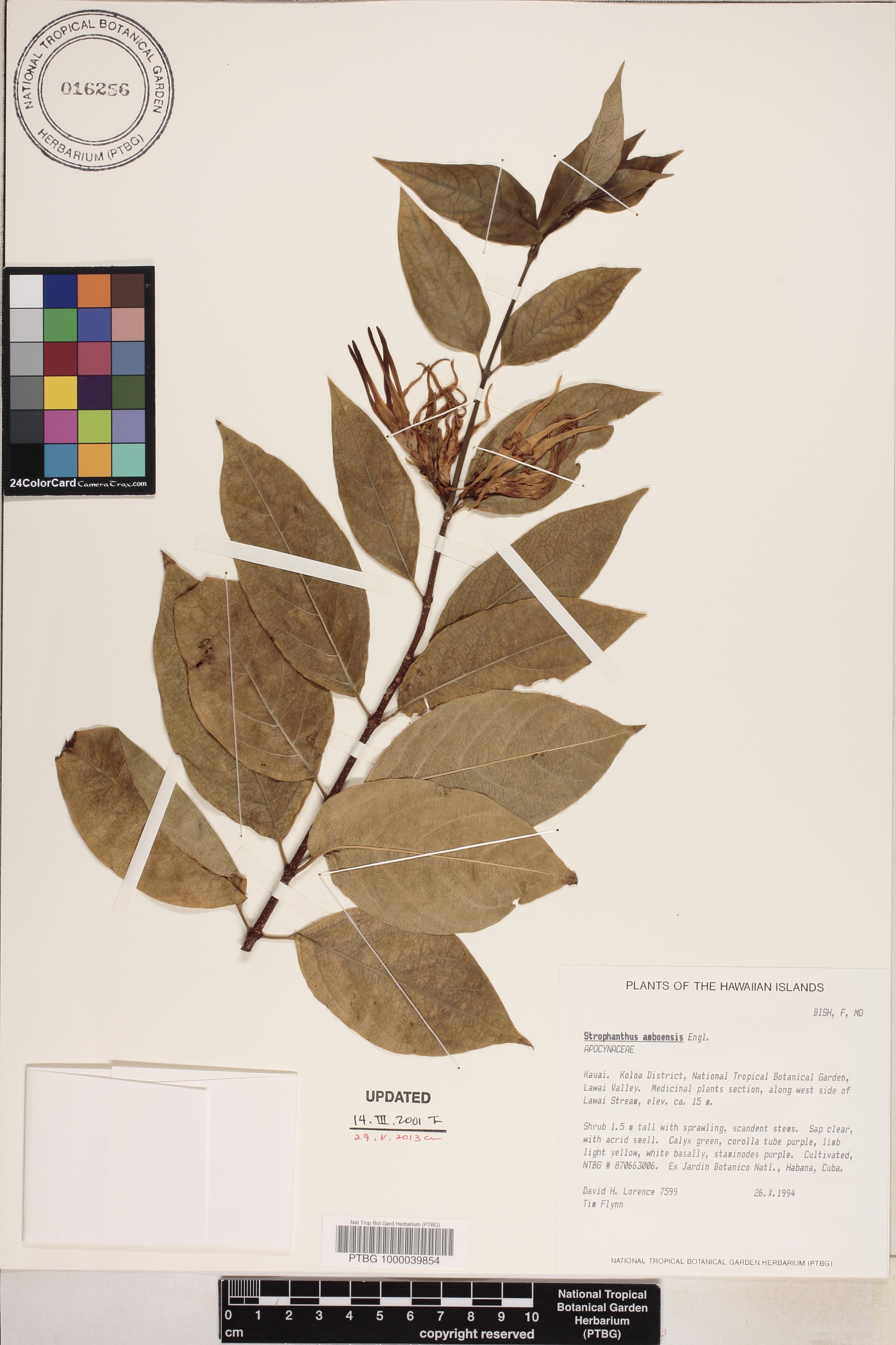 Strophanthus image