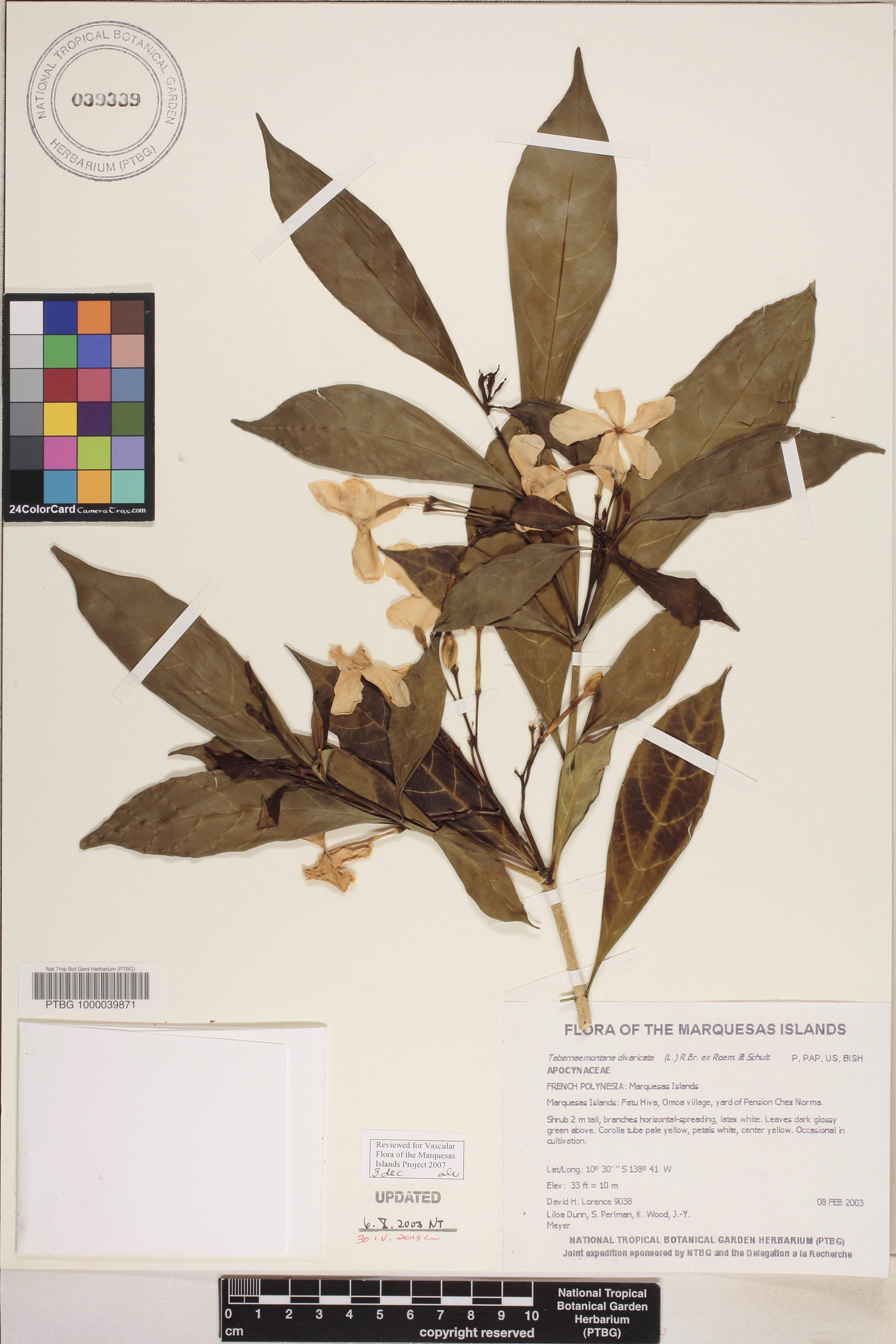 Tabernaemontana divaricata image