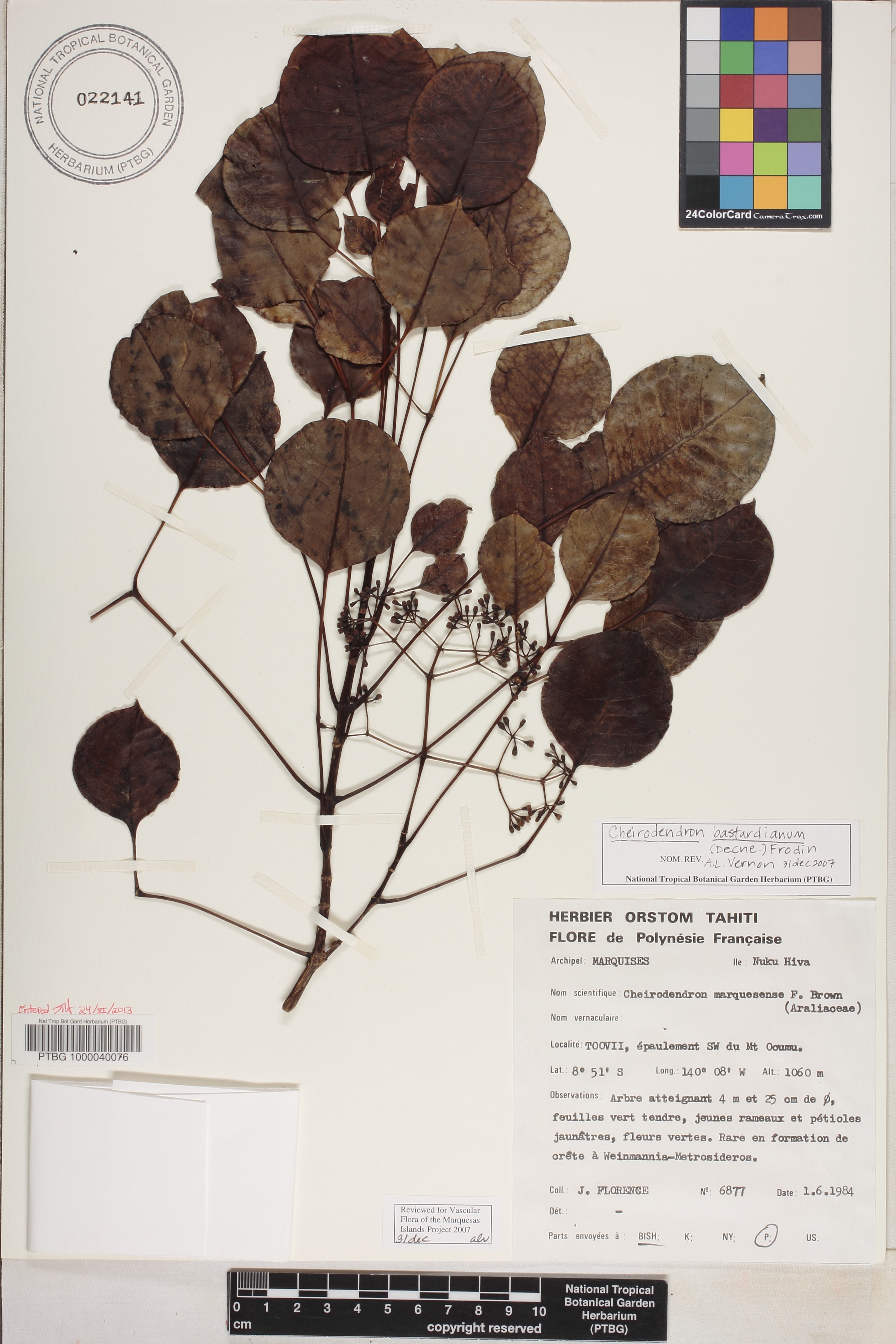 Cheirodendron bastardianum image