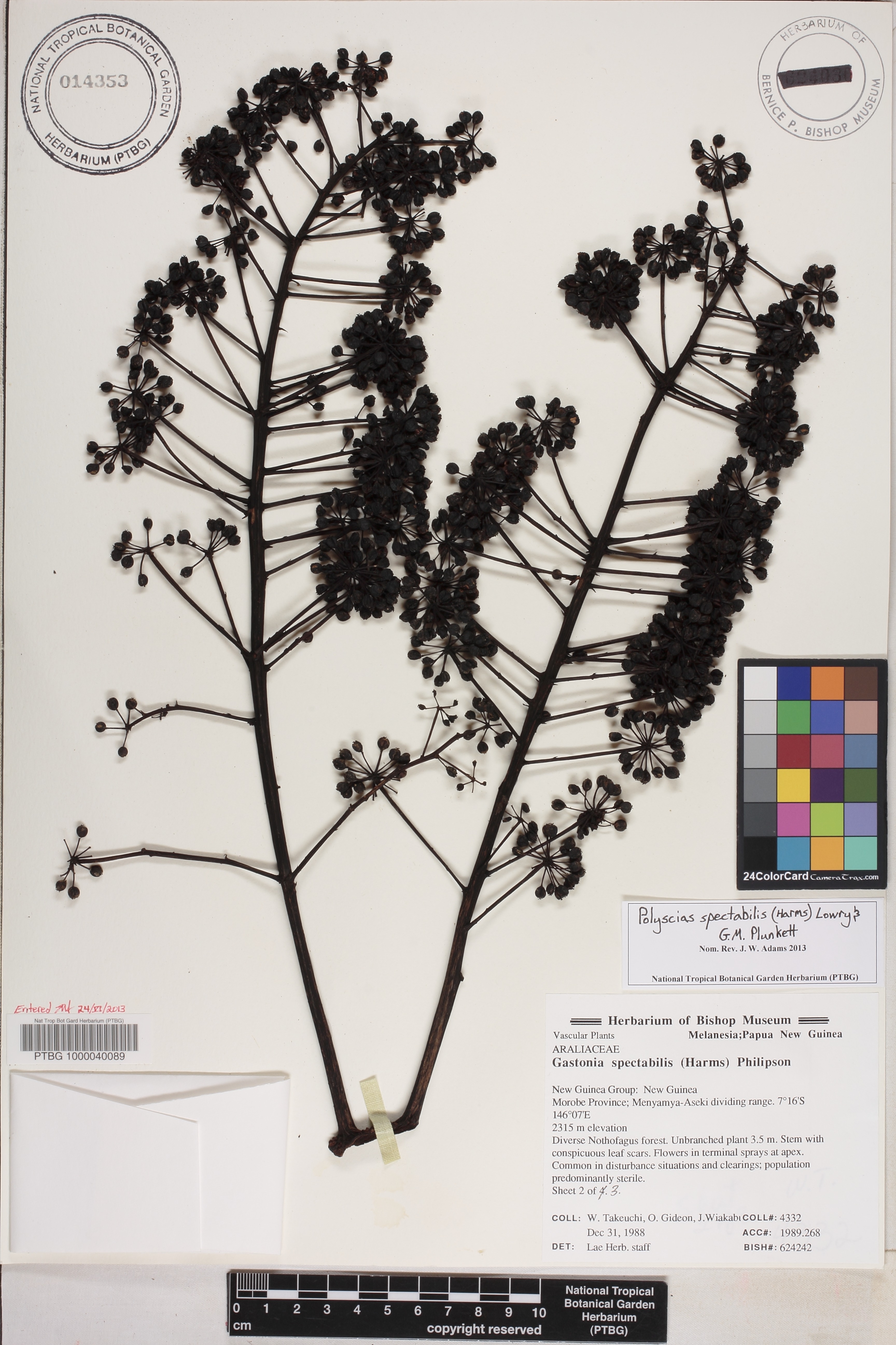 Polyscias spectabilis image