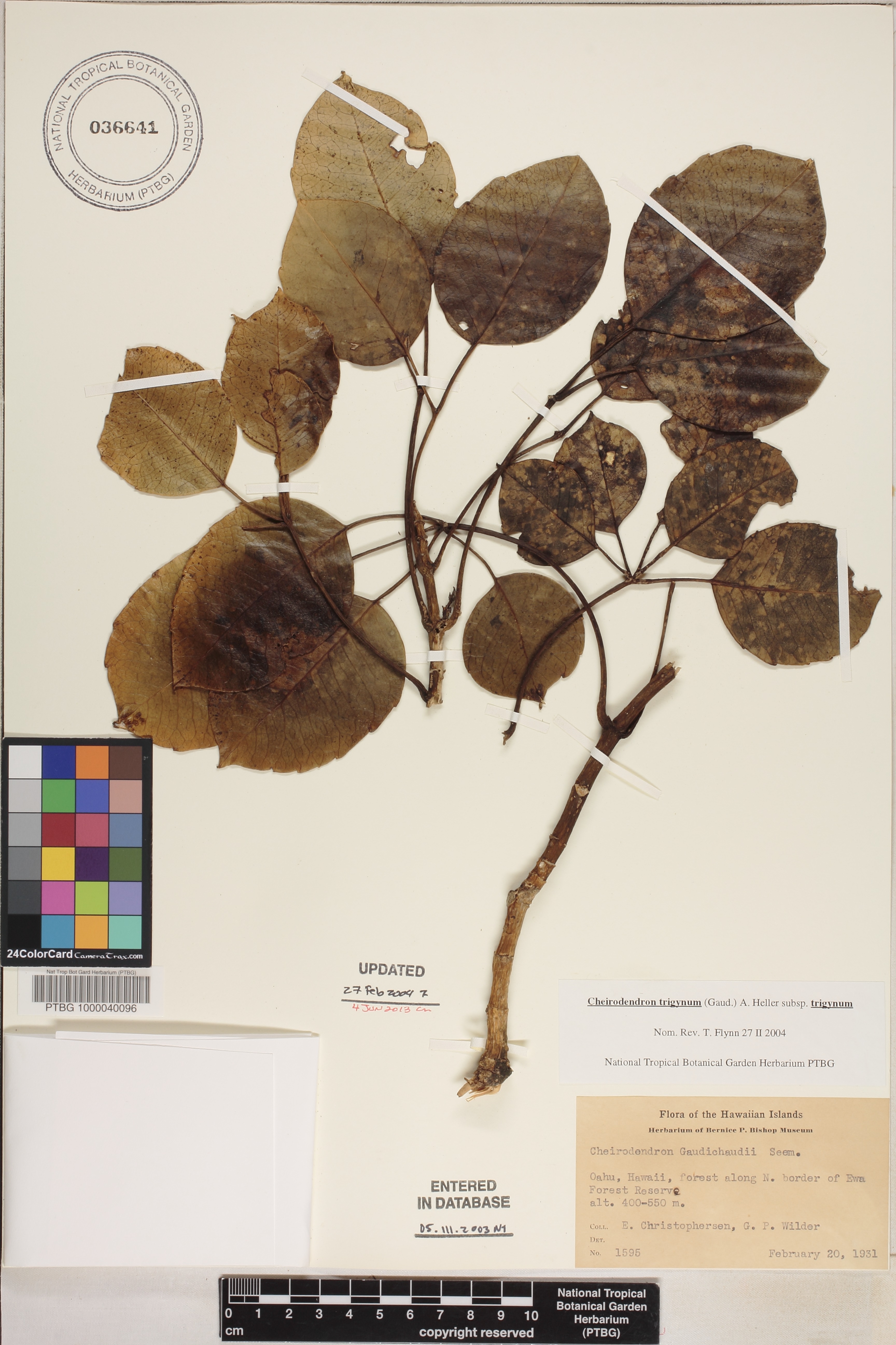 Cheirodendron trigynum subsp. trigynum image