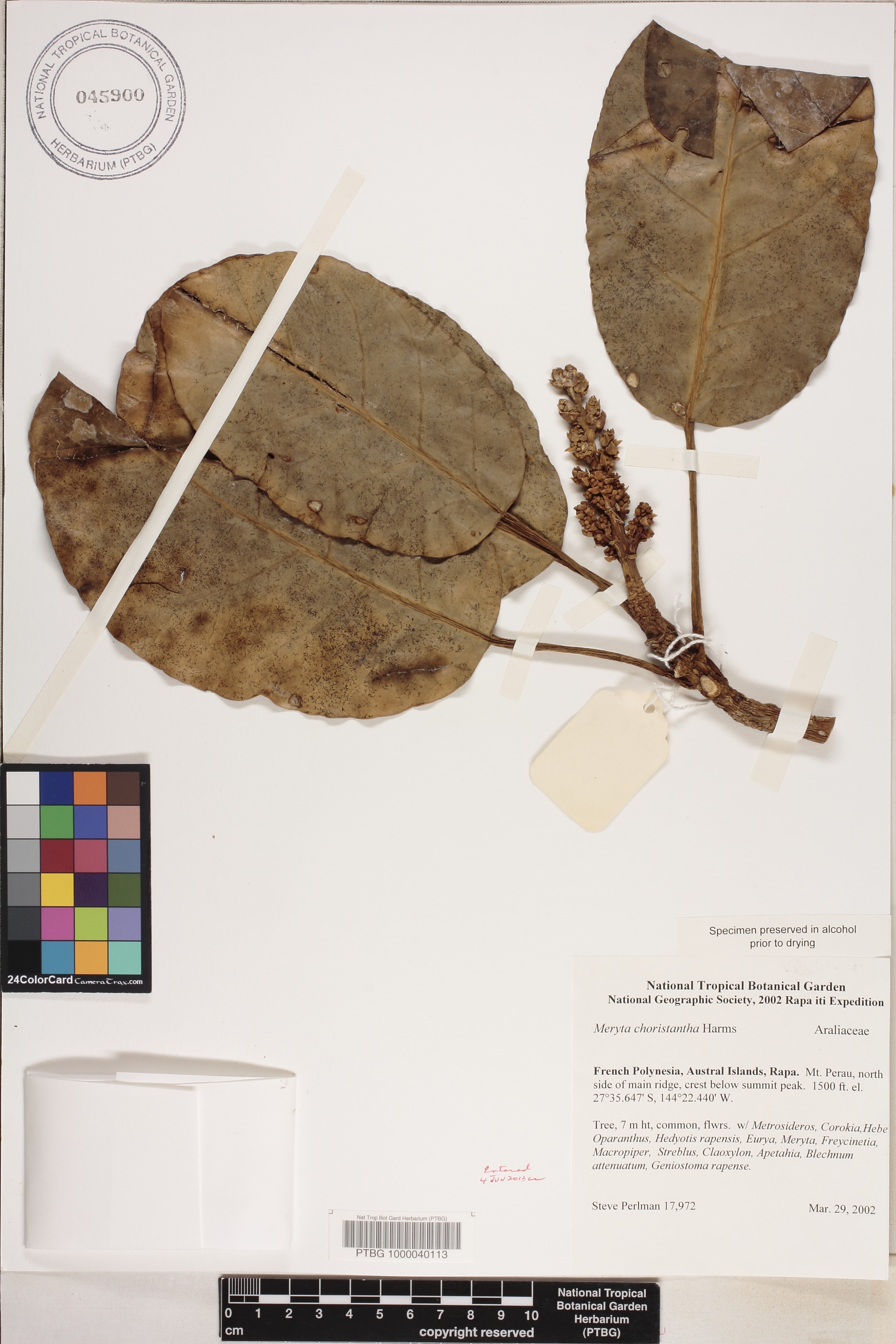 Meryta image