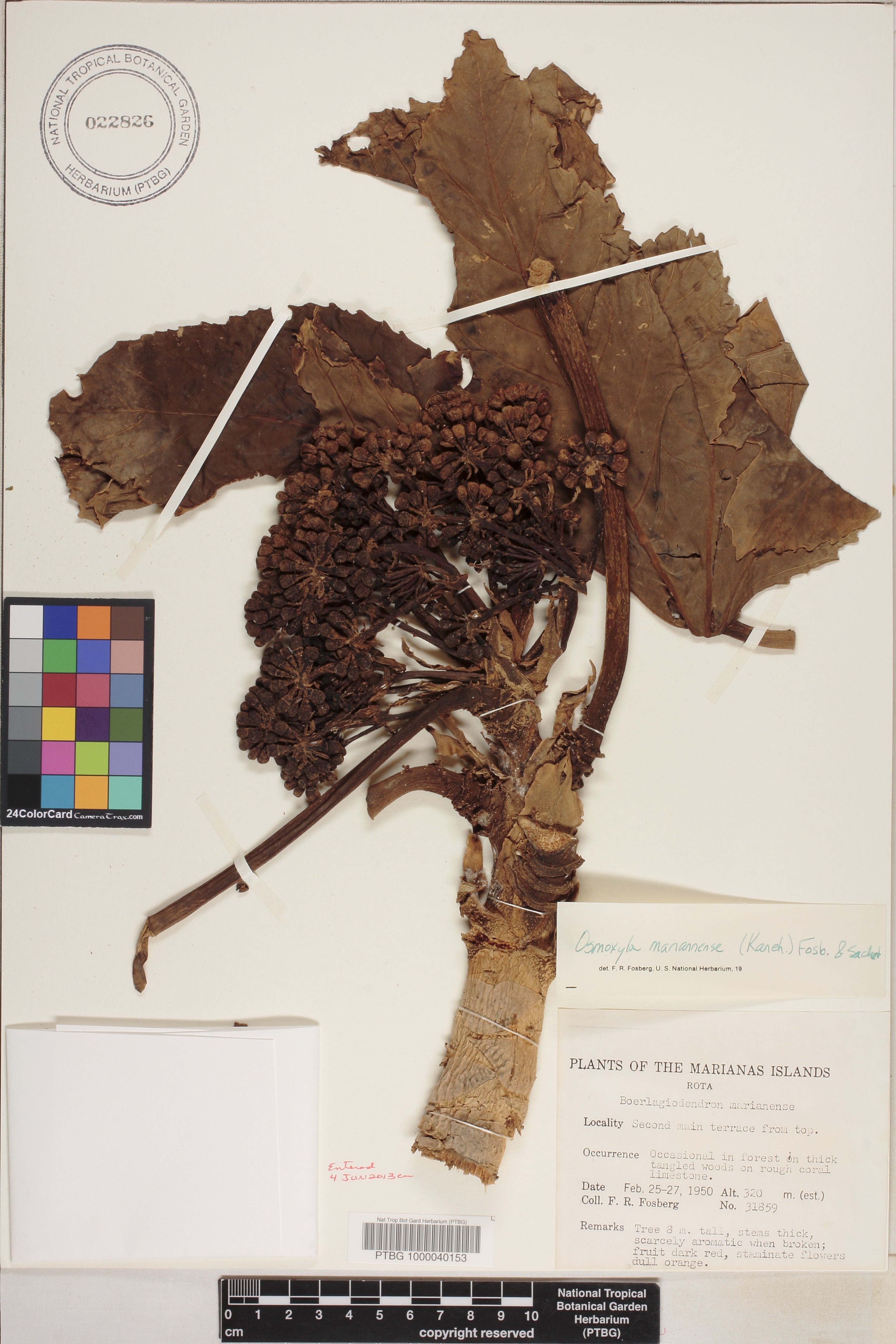 Osmoxylon image