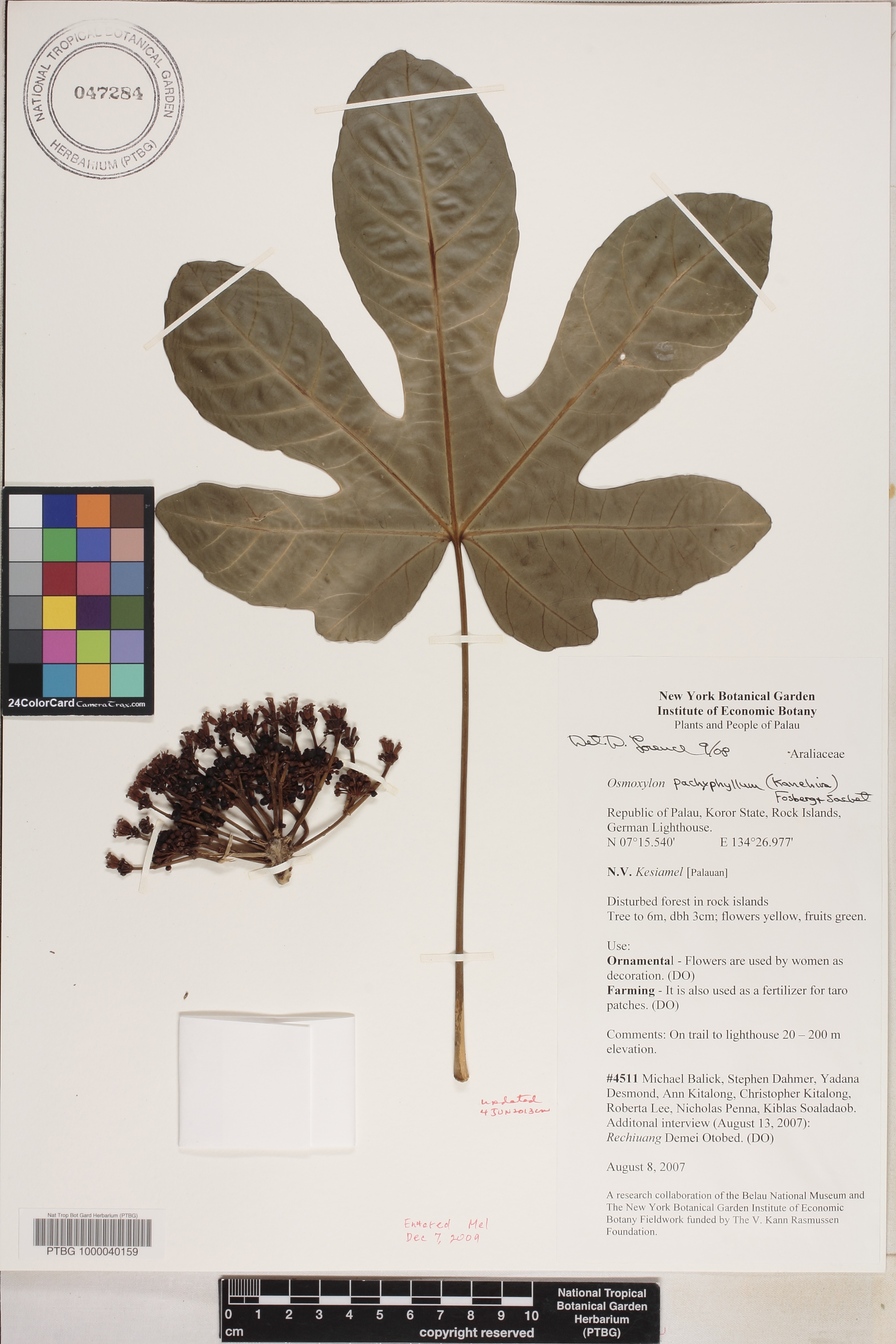 Osmoxylon pachyphyllum image