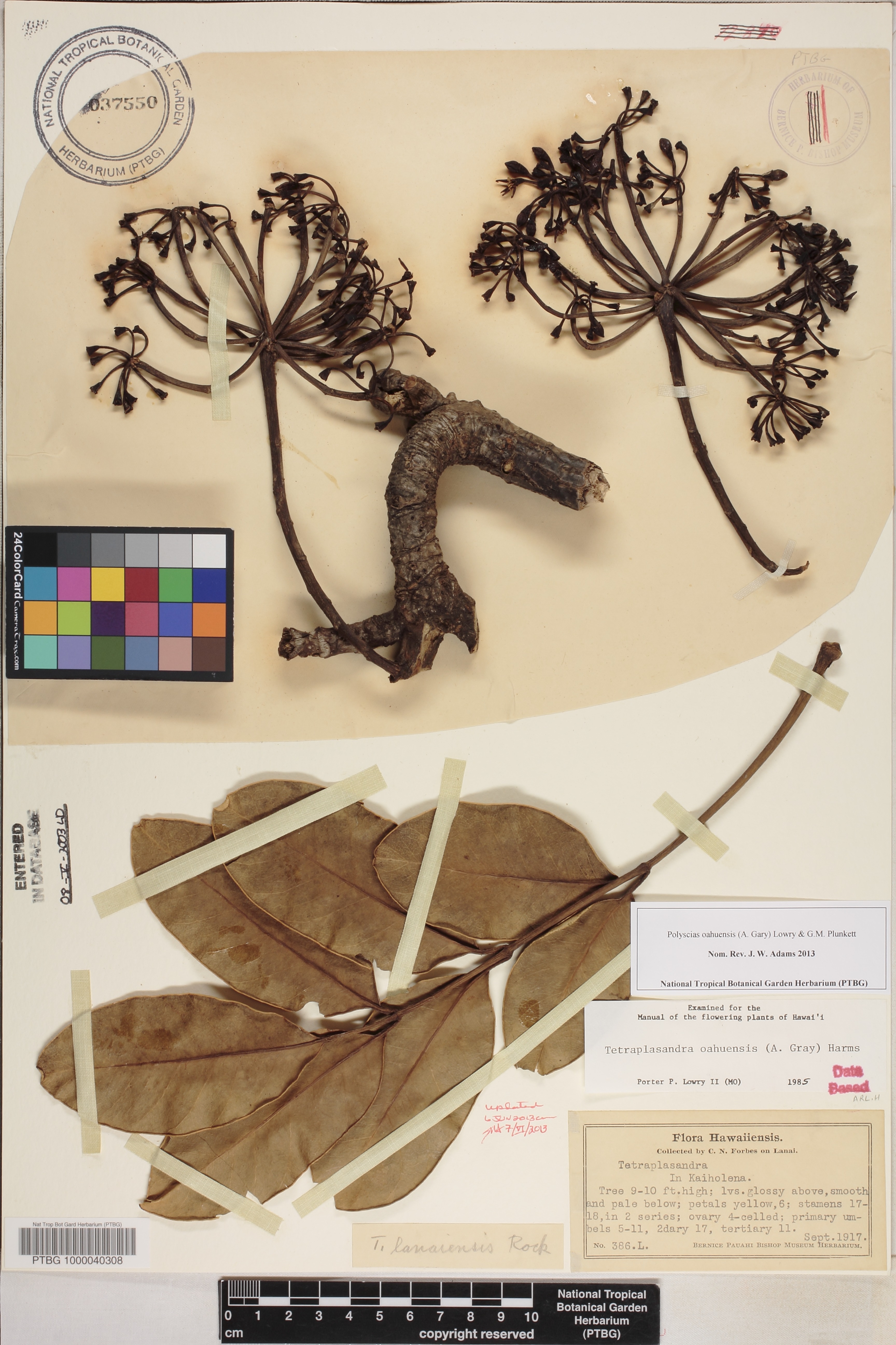 Polyscias oahuensis image