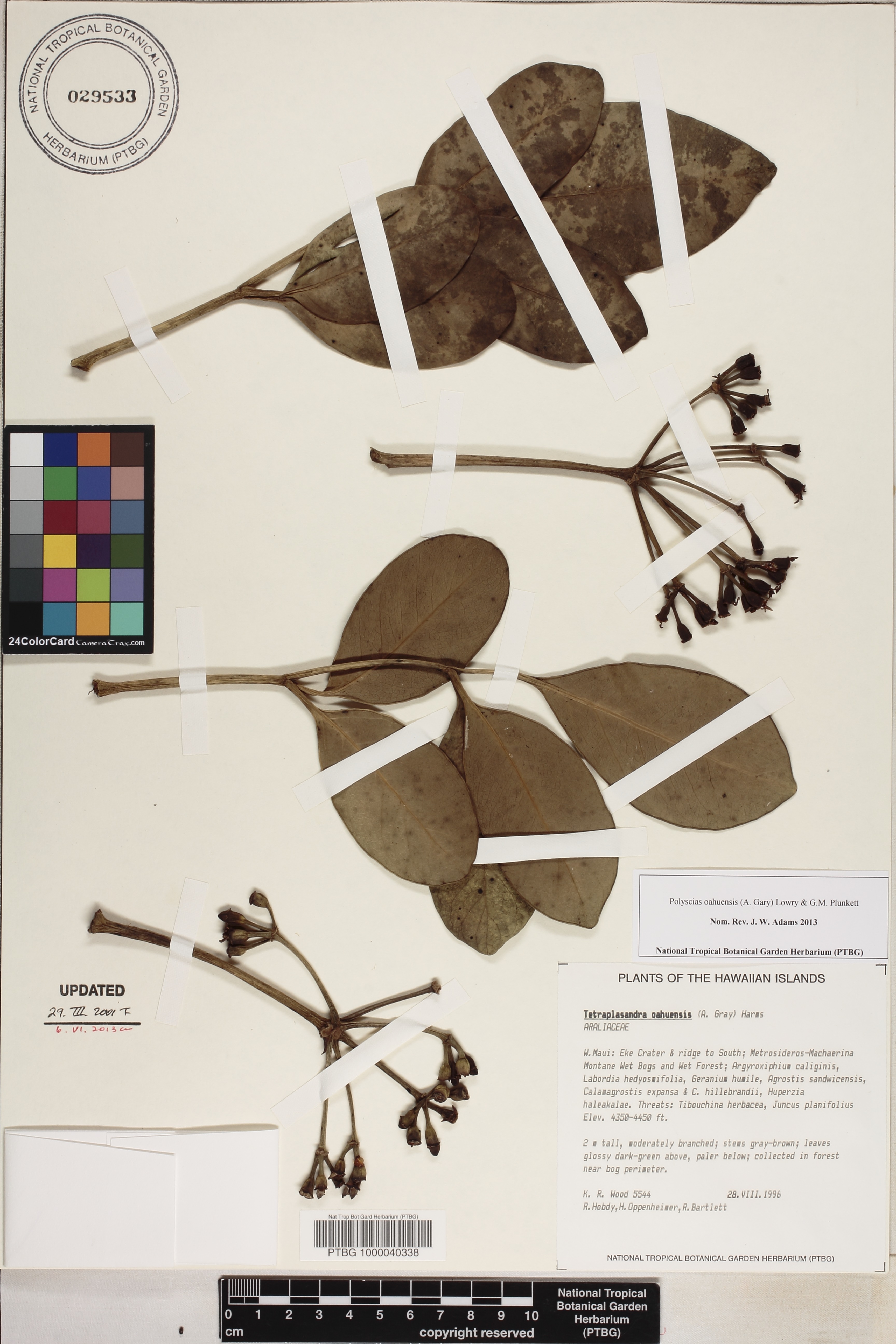 Polyscias oahuensis image
