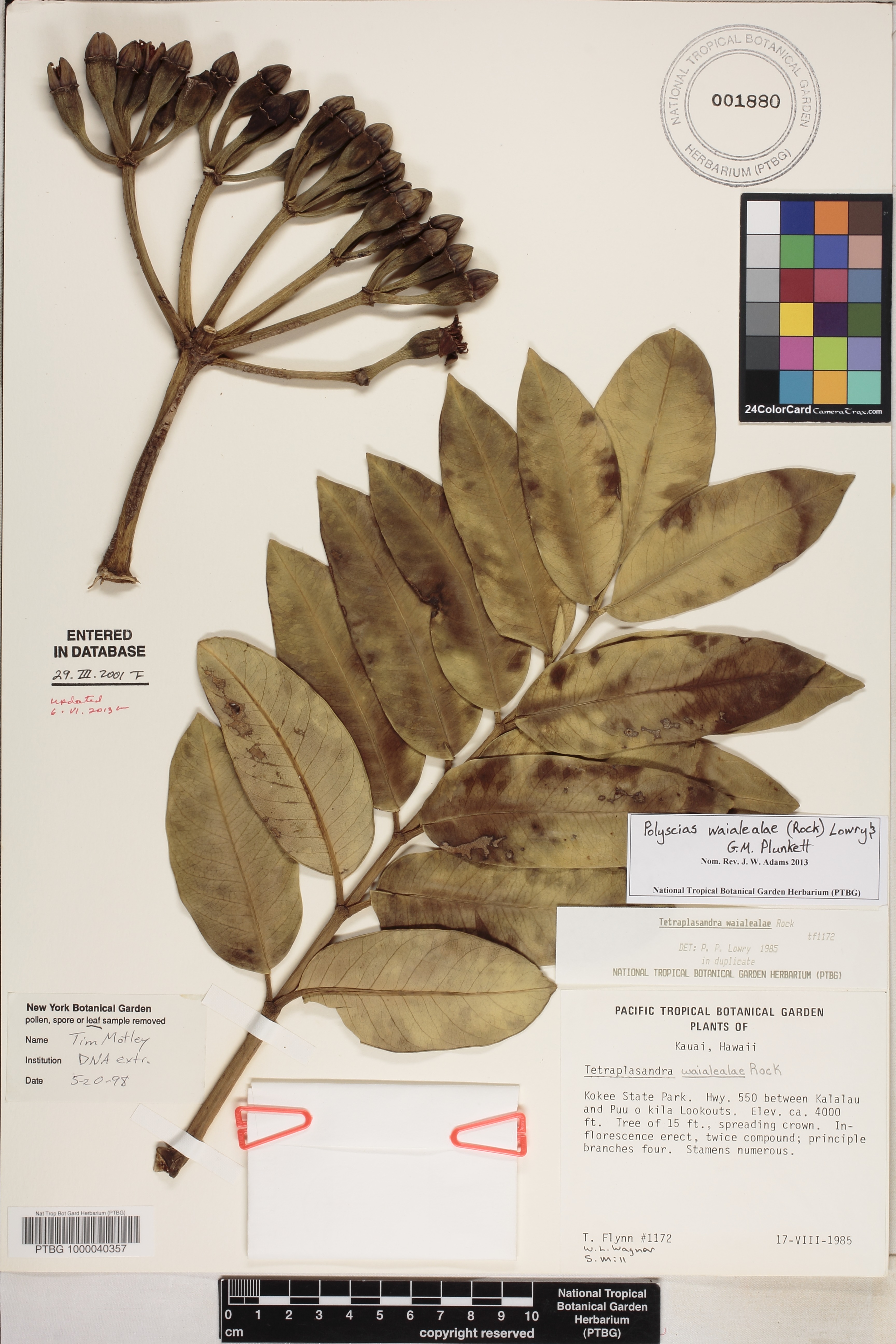Polyscias waialealae image