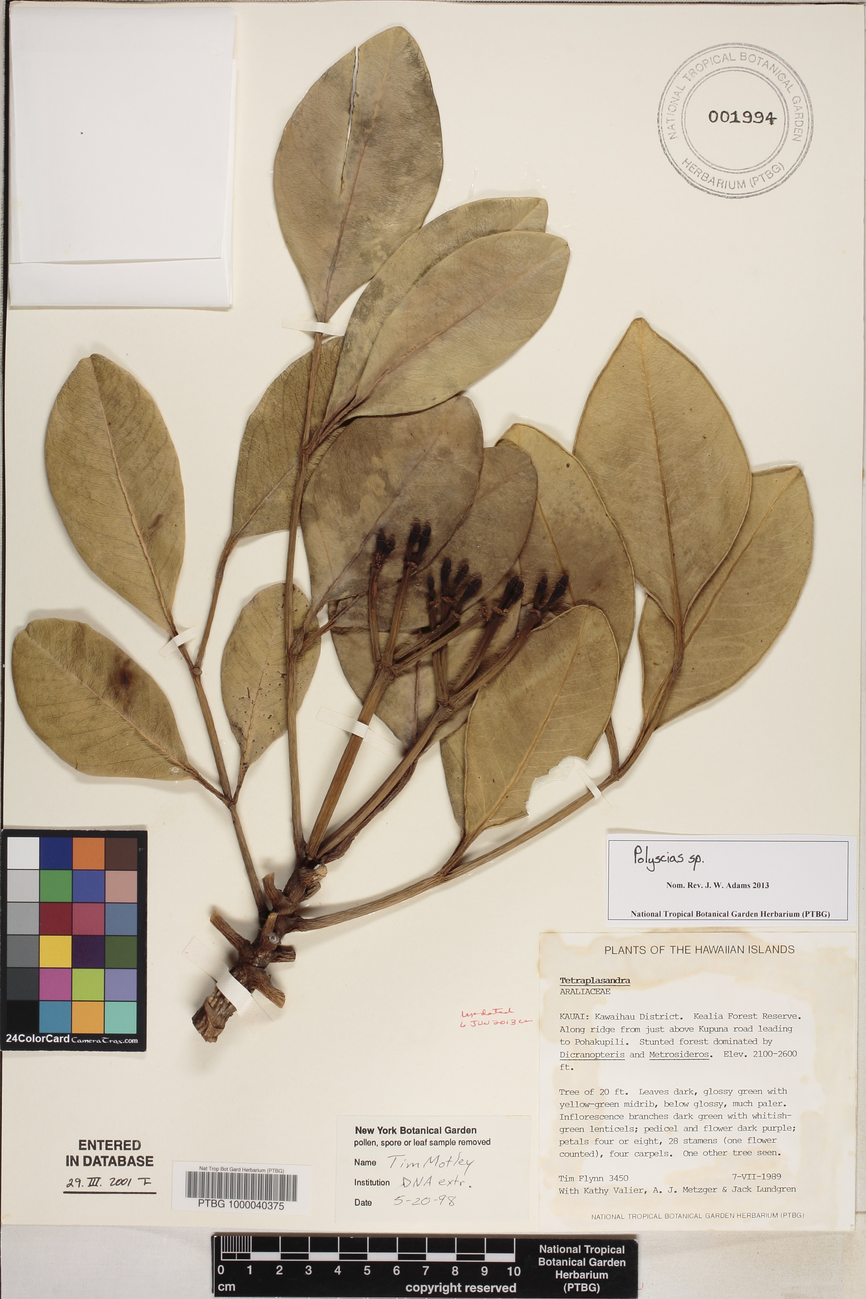 Polyscias waialealae image