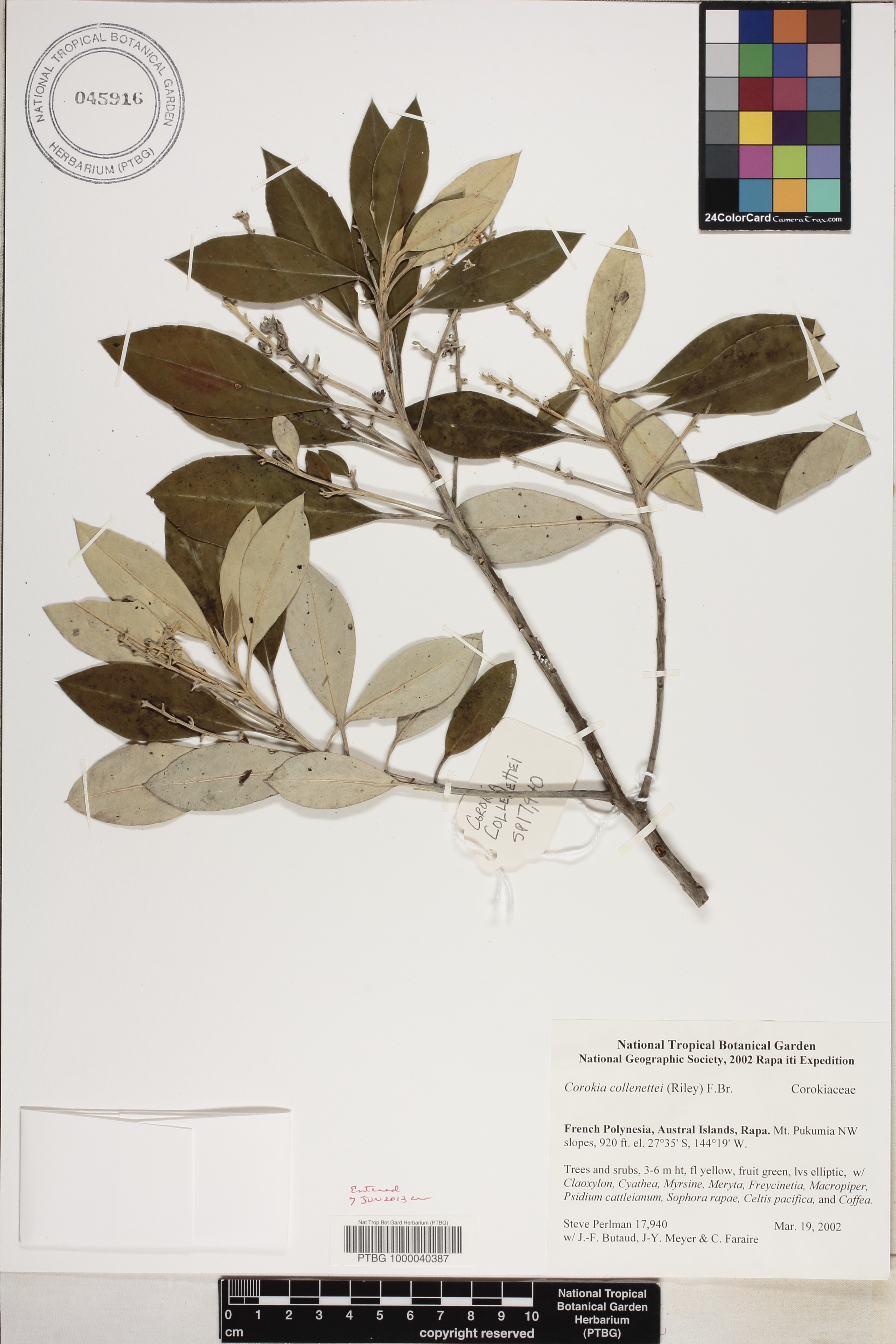 Corokia collenettei image
