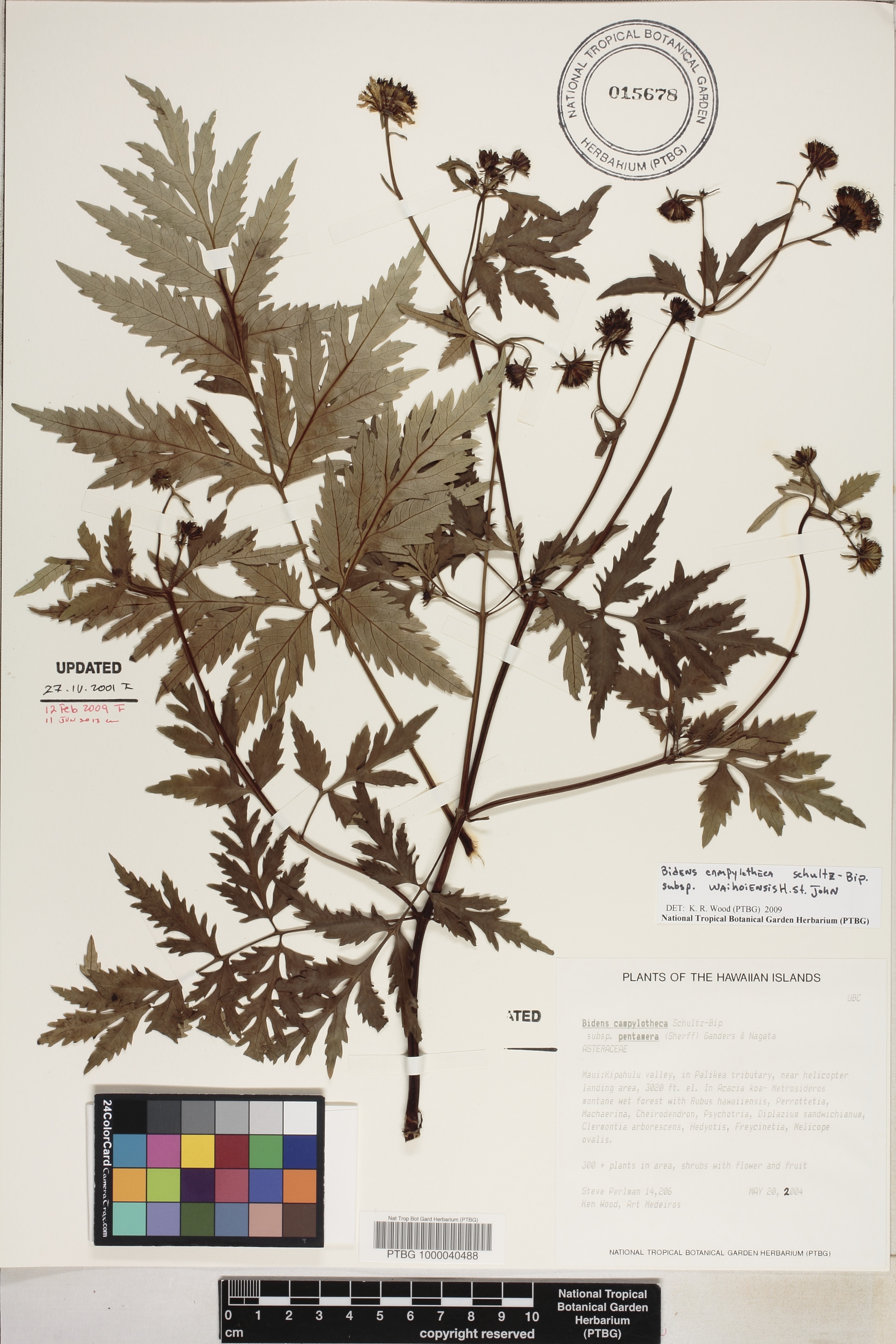 Bidens campylotheca subsp. waihoiensis image