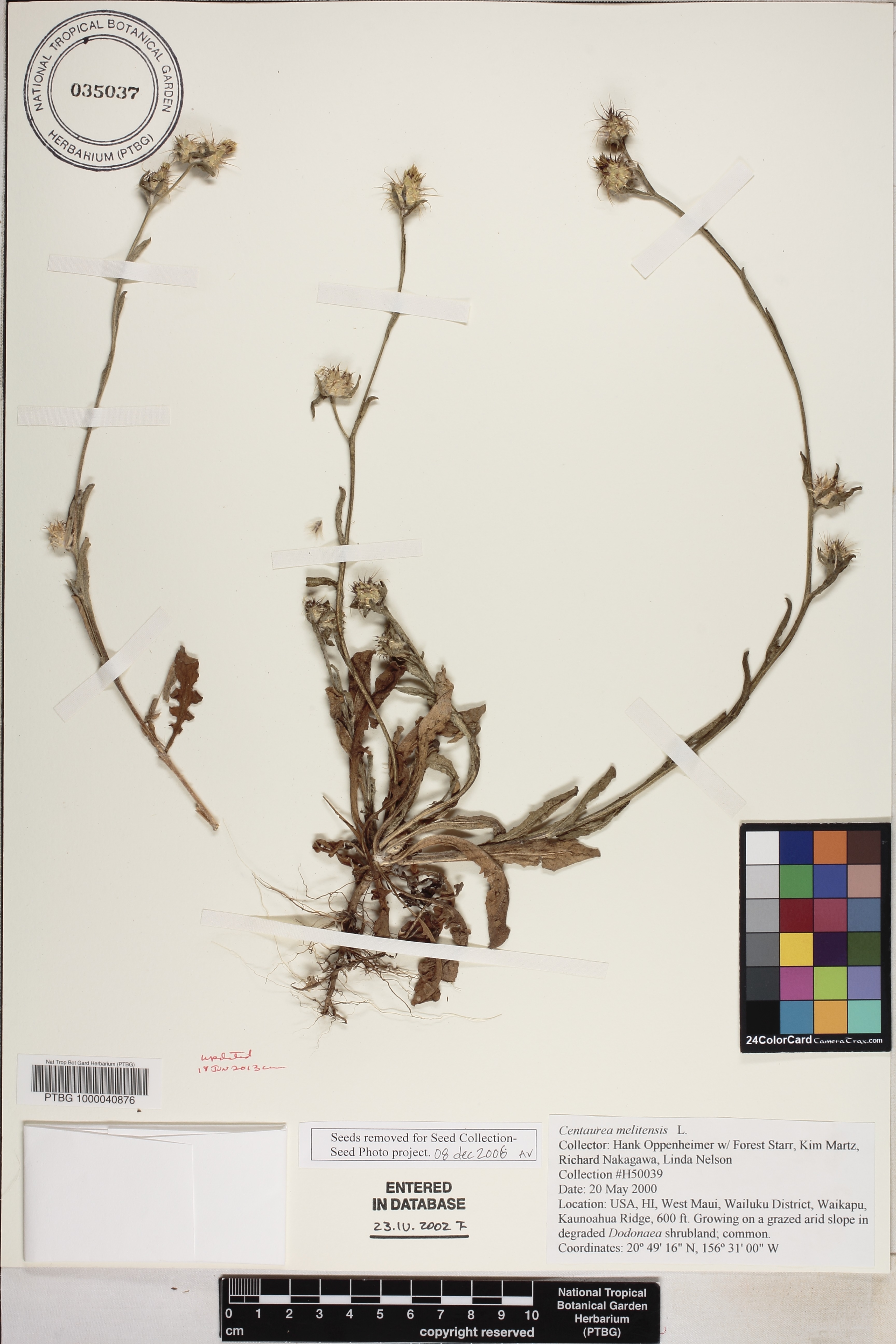 Centaurea melitensis image