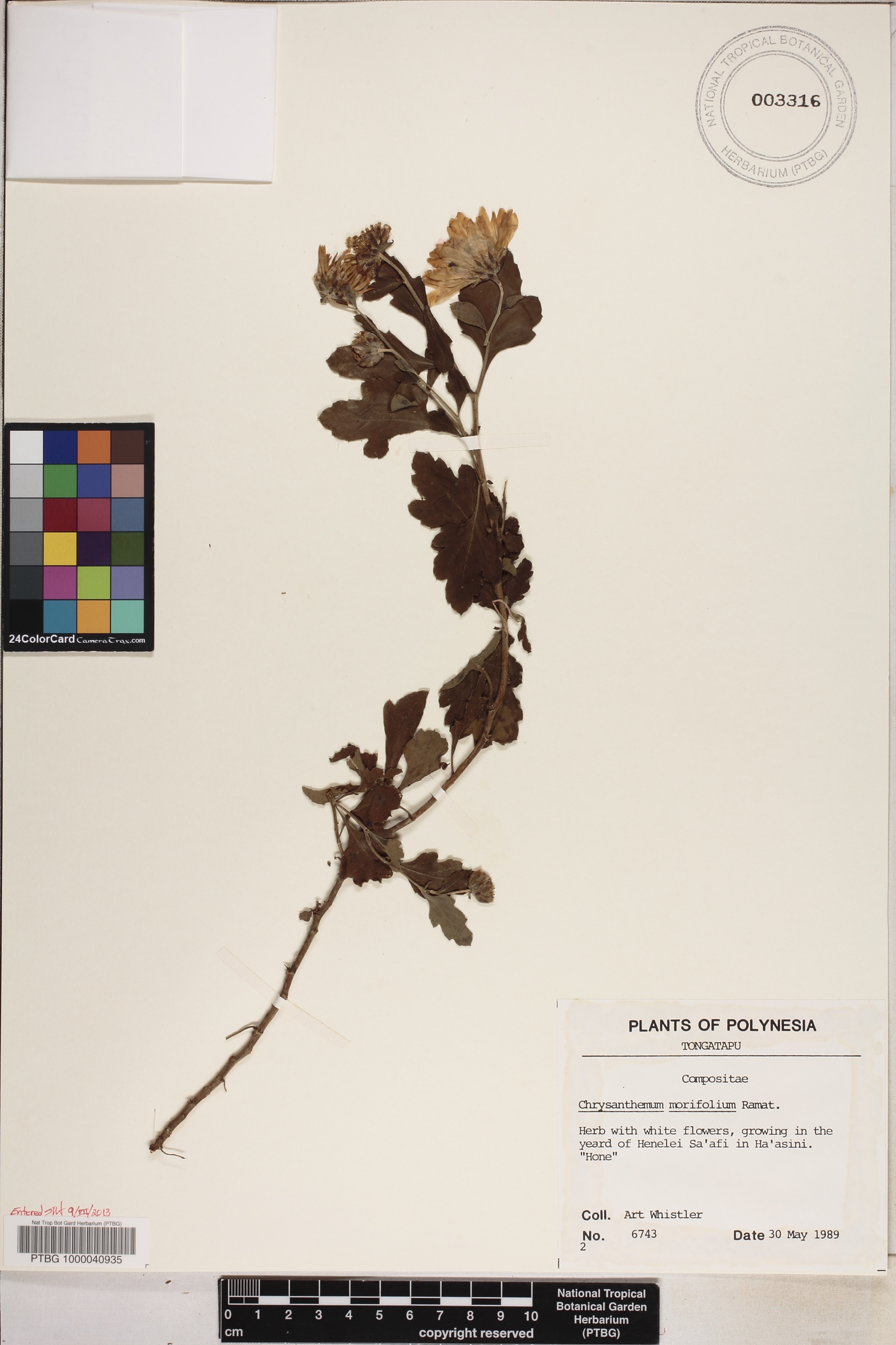 Chrysanthemum X morifolium image