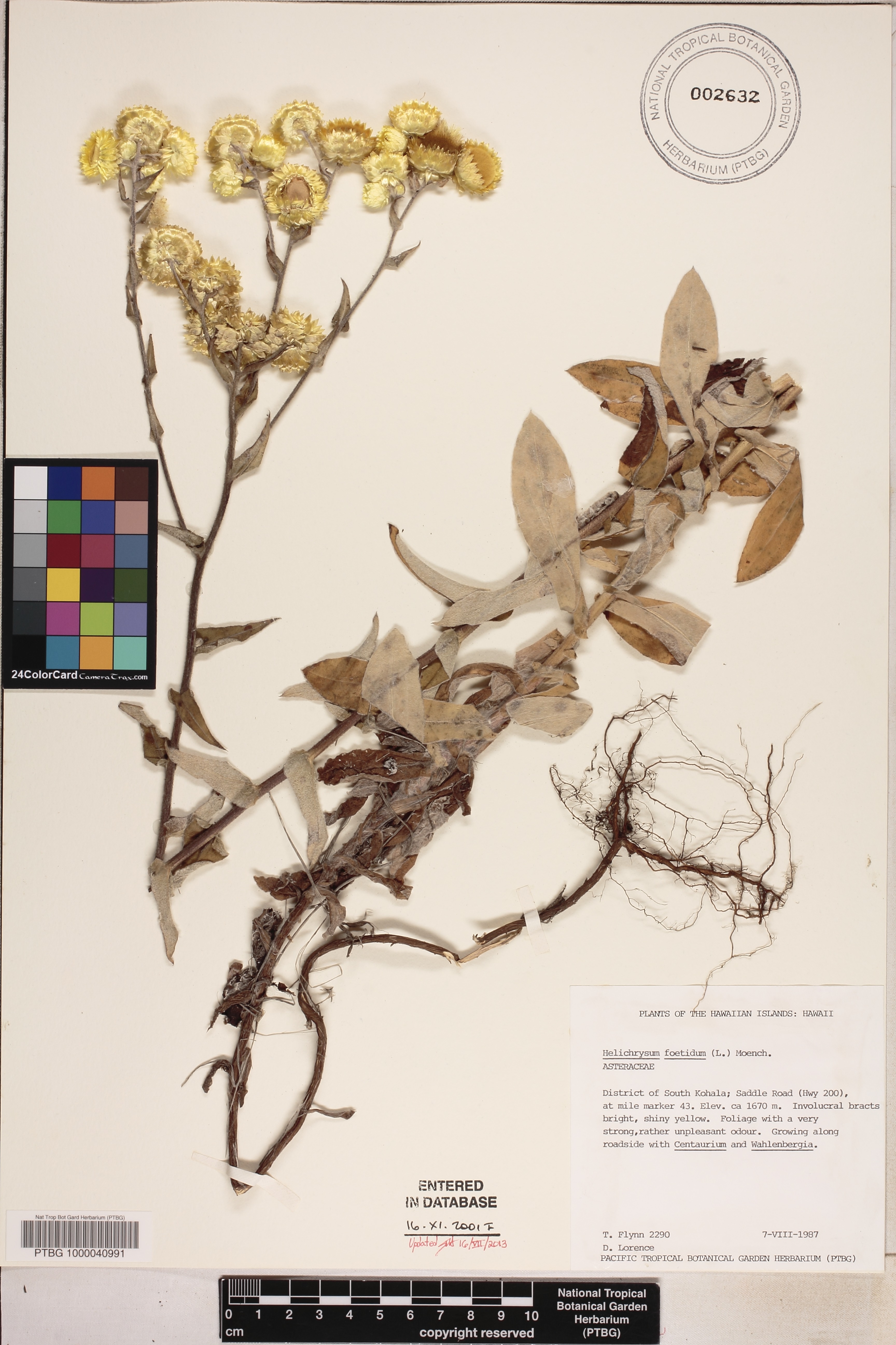 Helichrysum foetidum image
