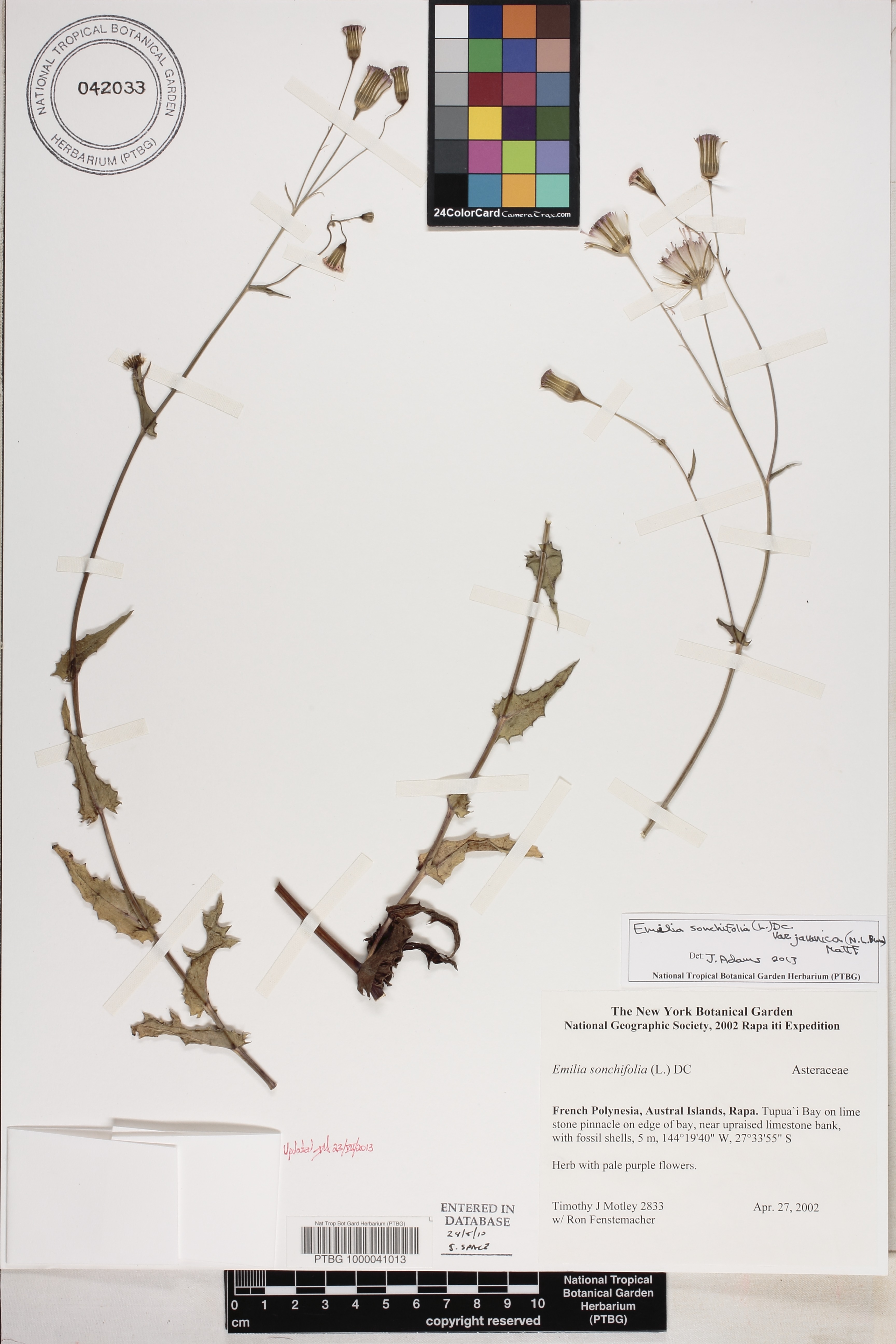 Emilia sonchifolia var. javanica image