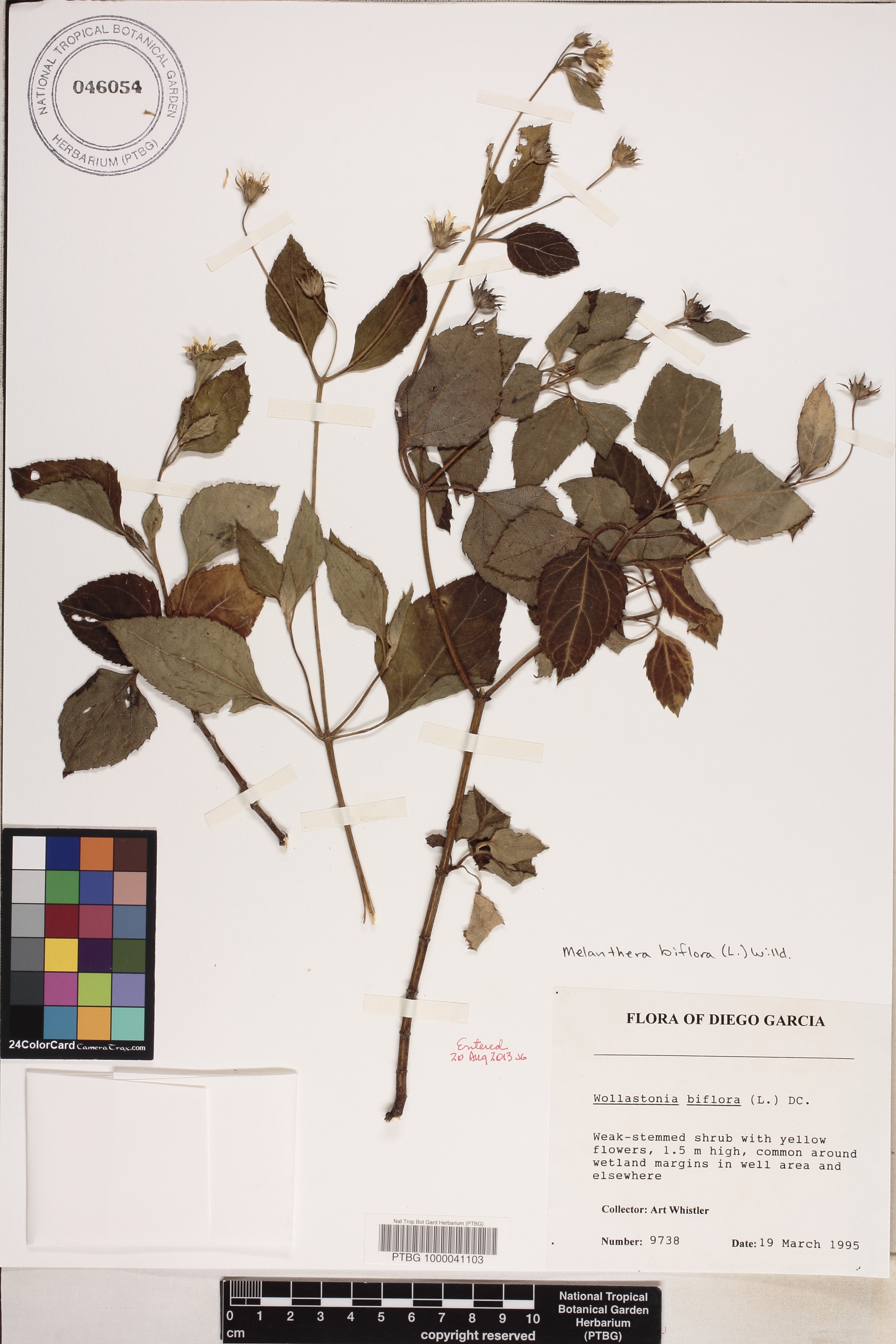 Melanthera biflora image