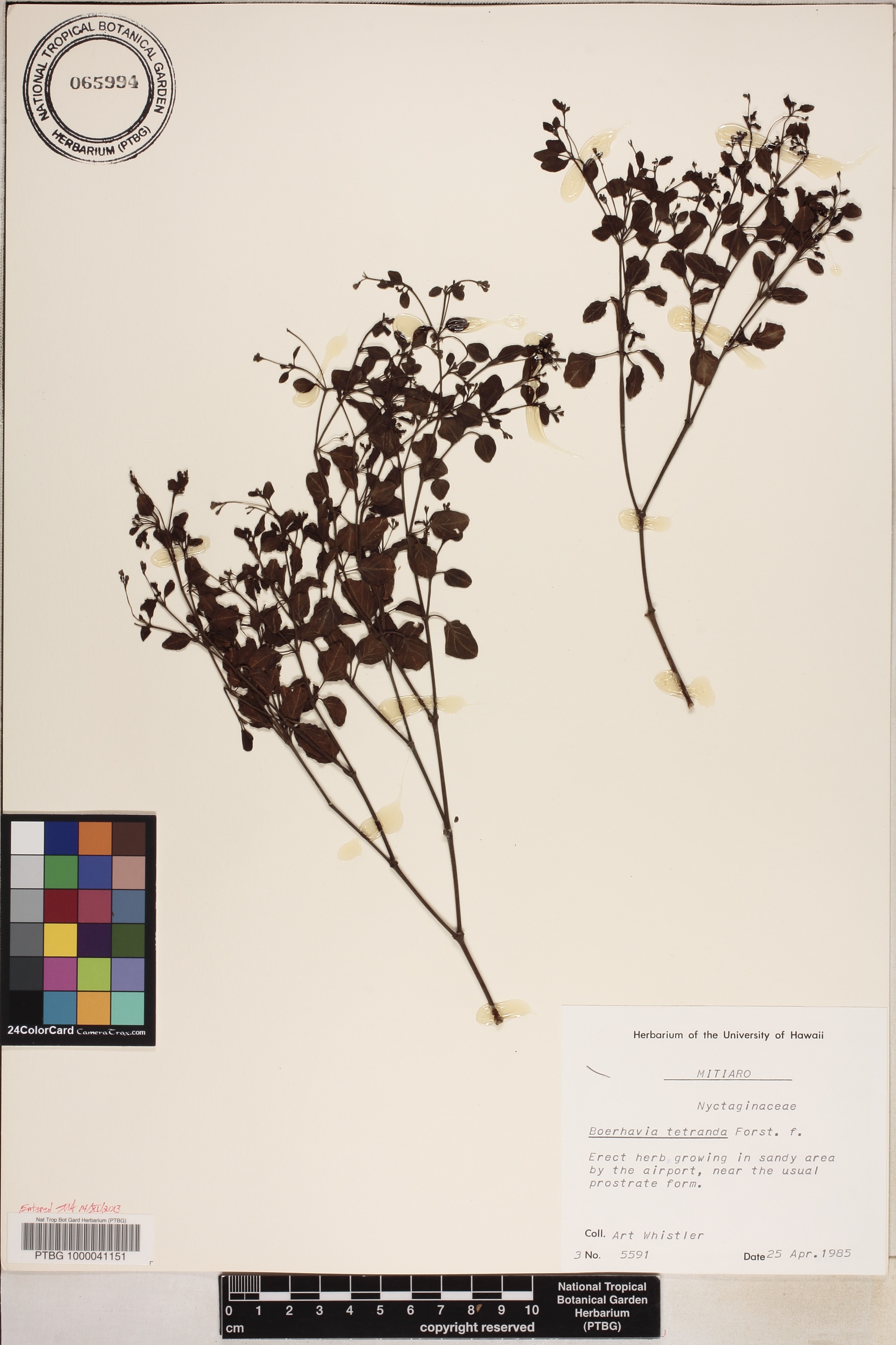 Boerhavia tetrandra image
