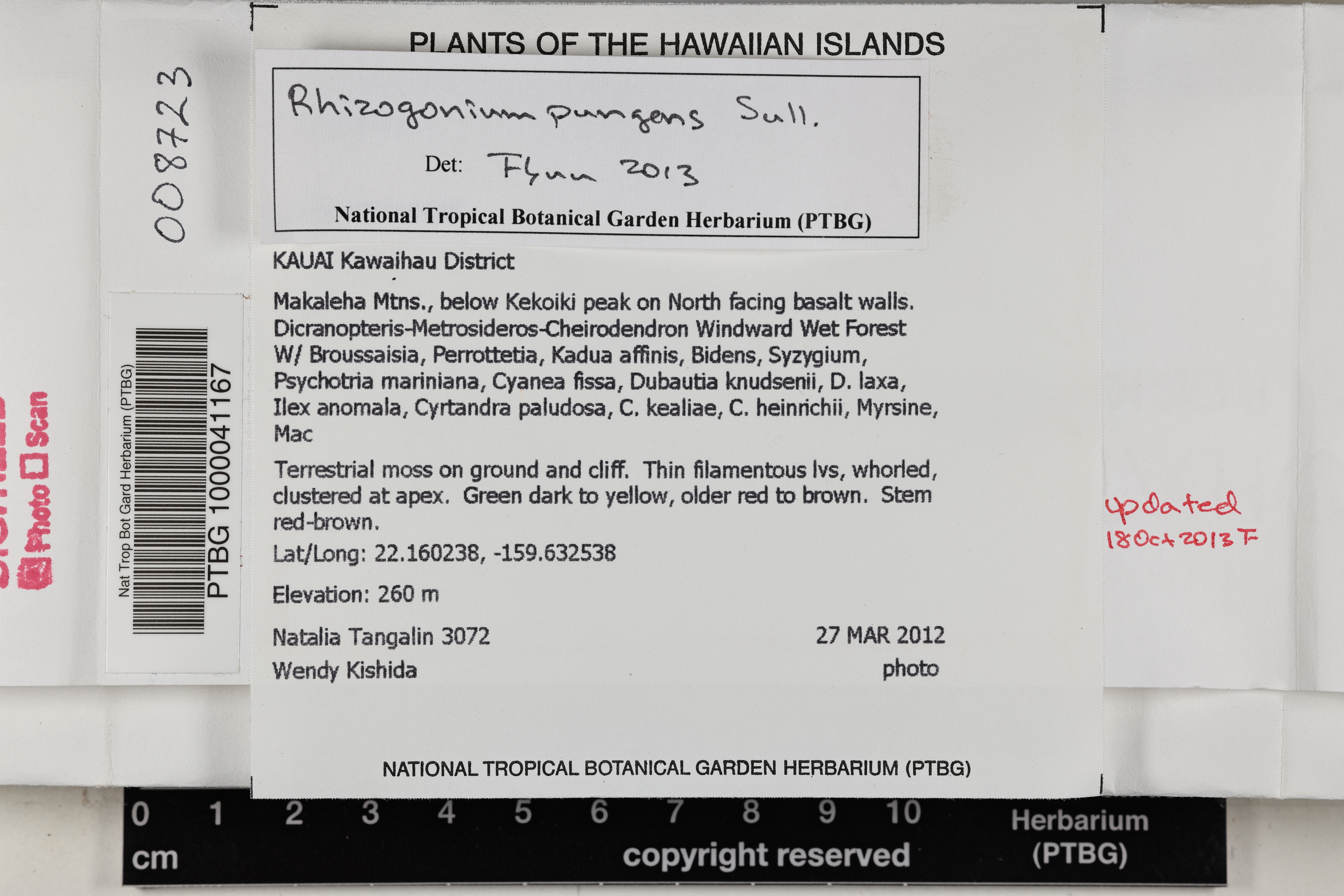 Rhizogonium pungens image