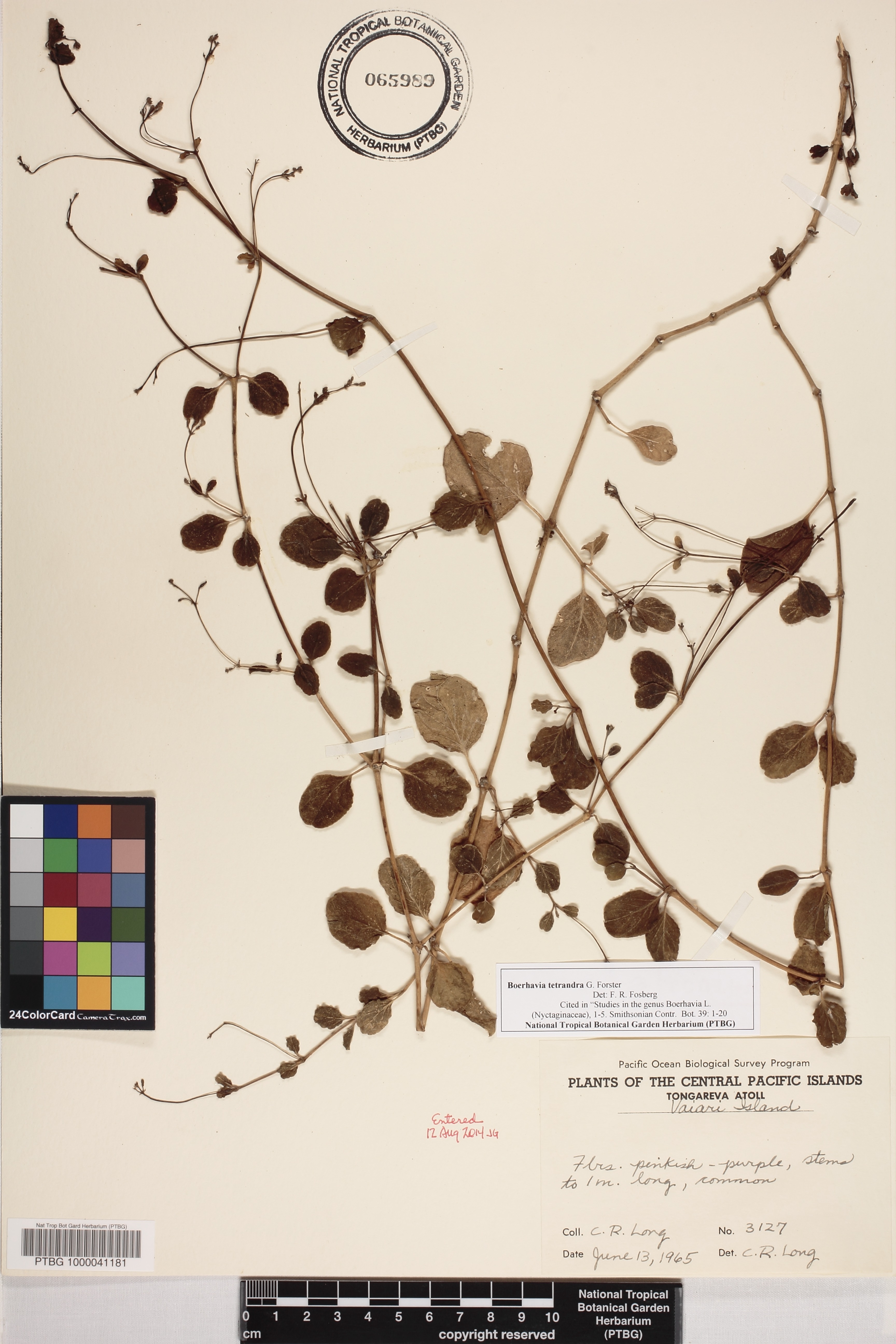 Boerhavia tetrandra image