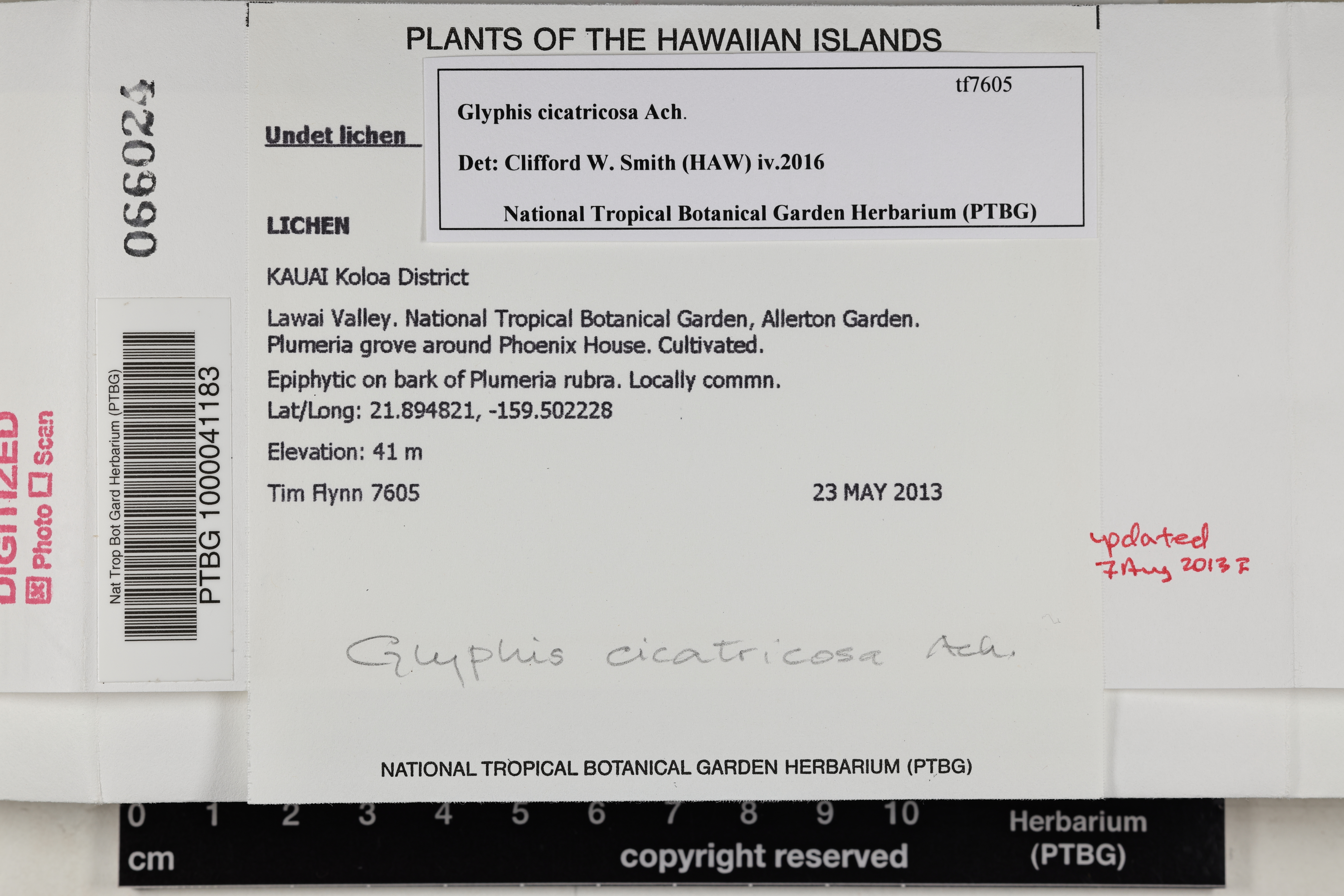 Glyphis cicatricosa image