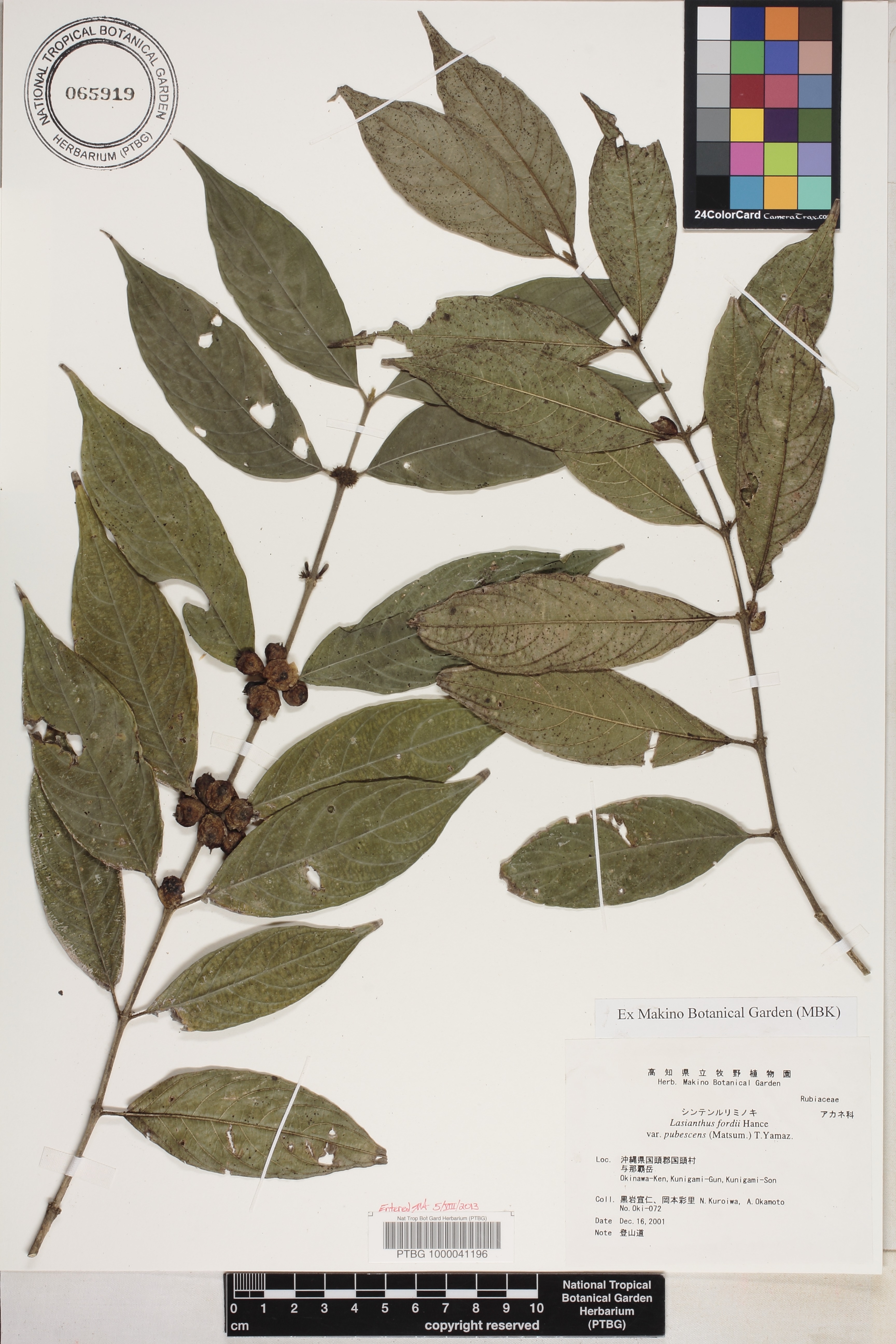 Lasianthus formosensis image