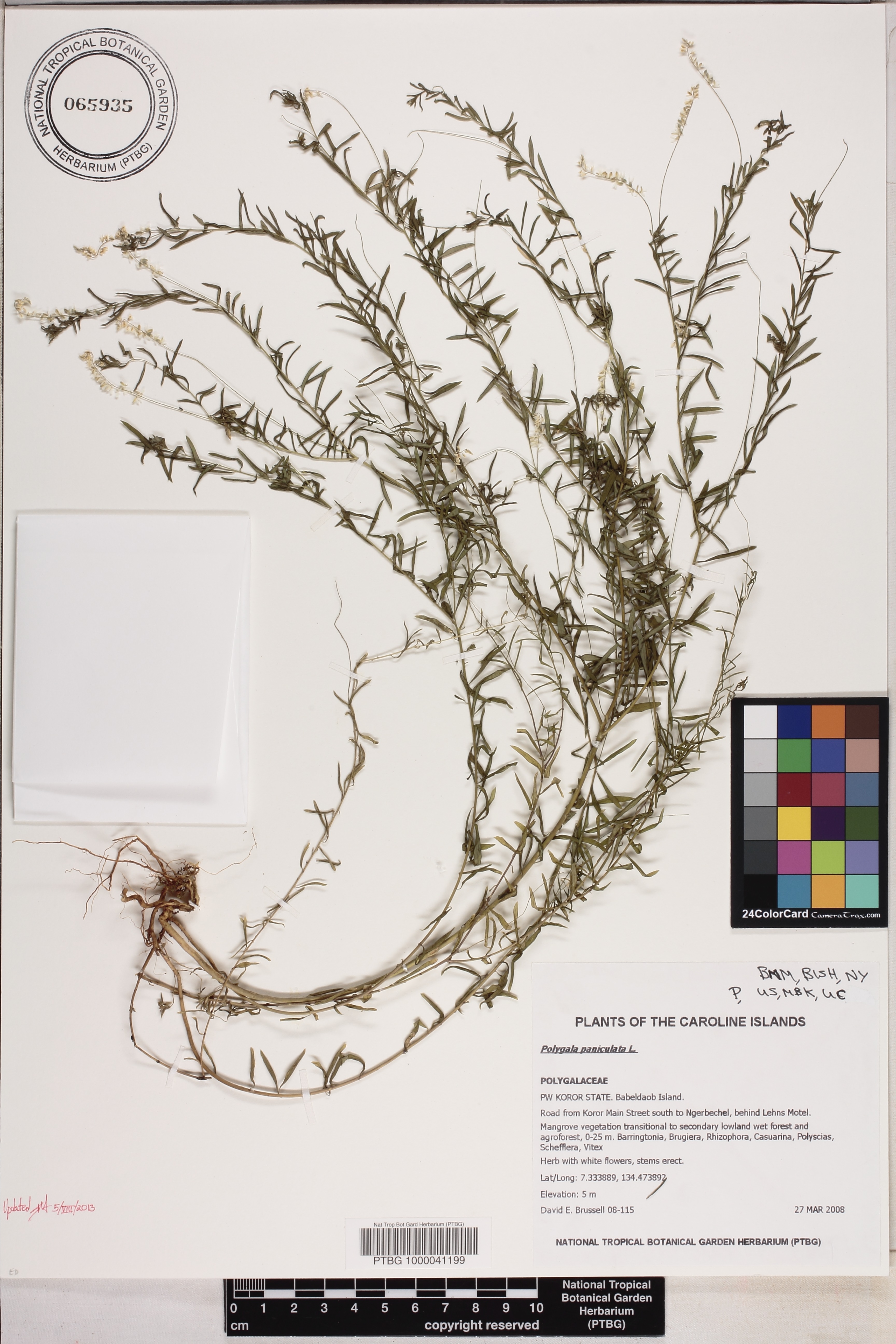 Polygala paniculata image
