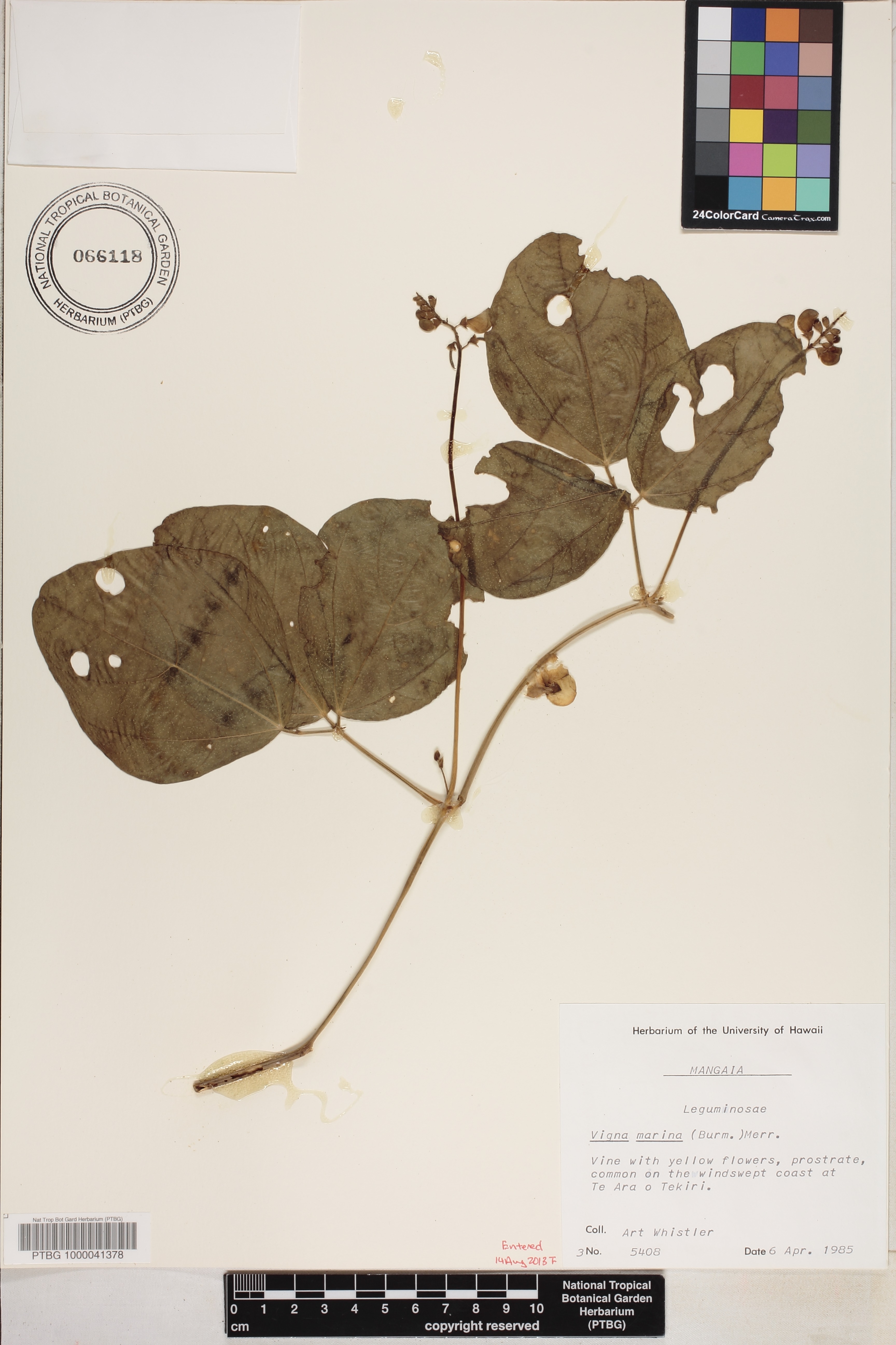 Vigna image