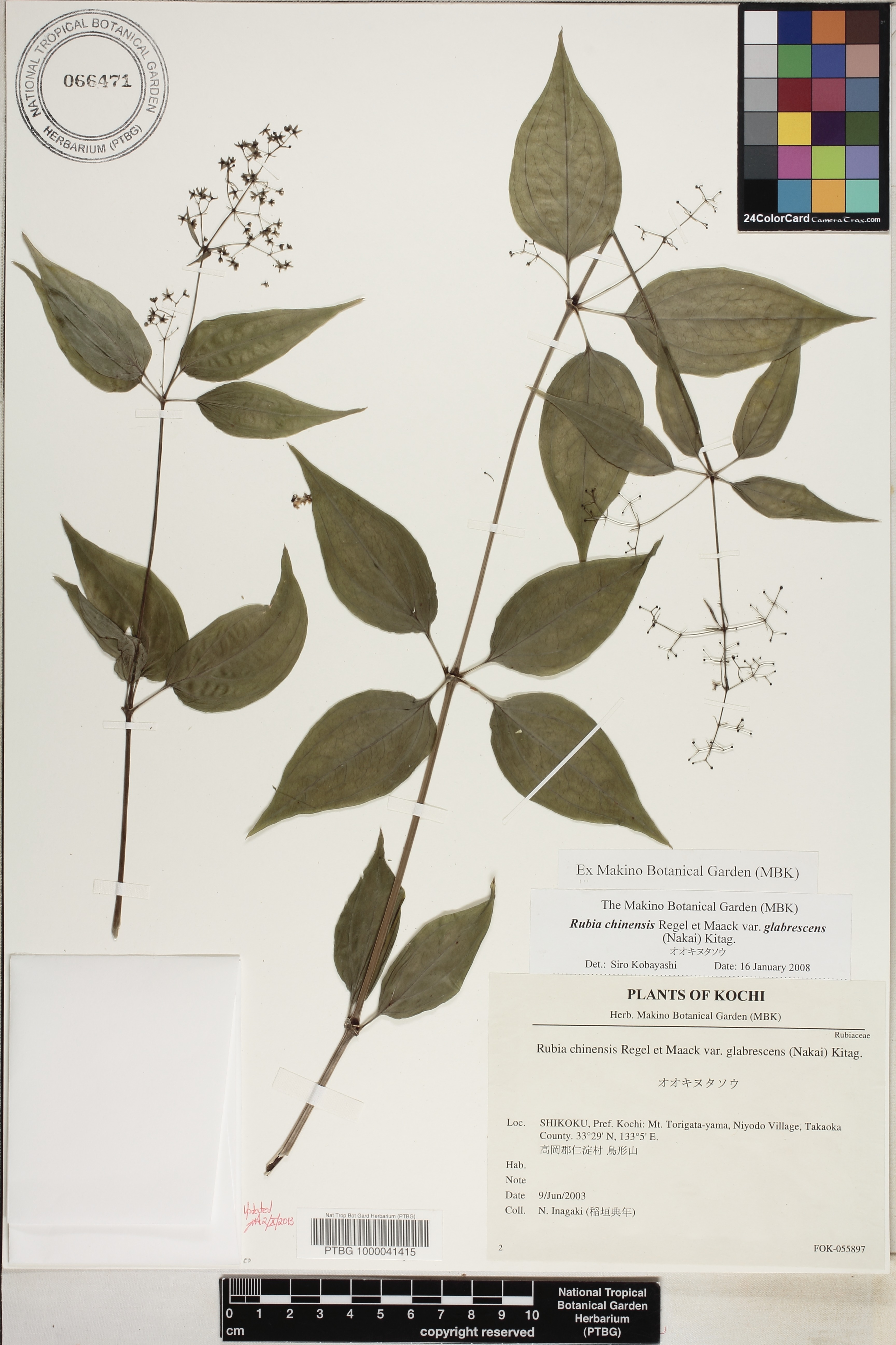 Rubia chinensis f. glabrescens image