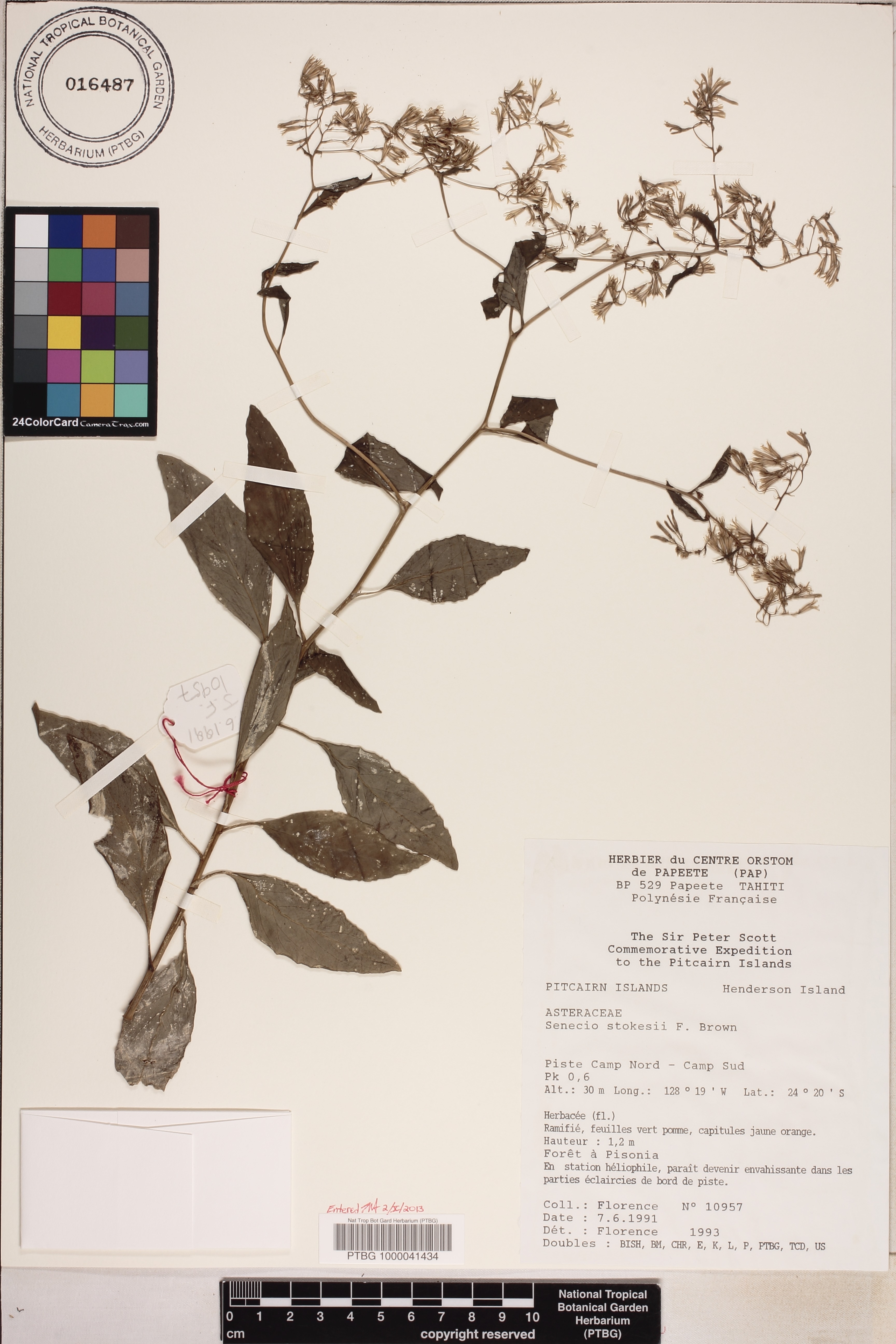 Senecio stokesii image
