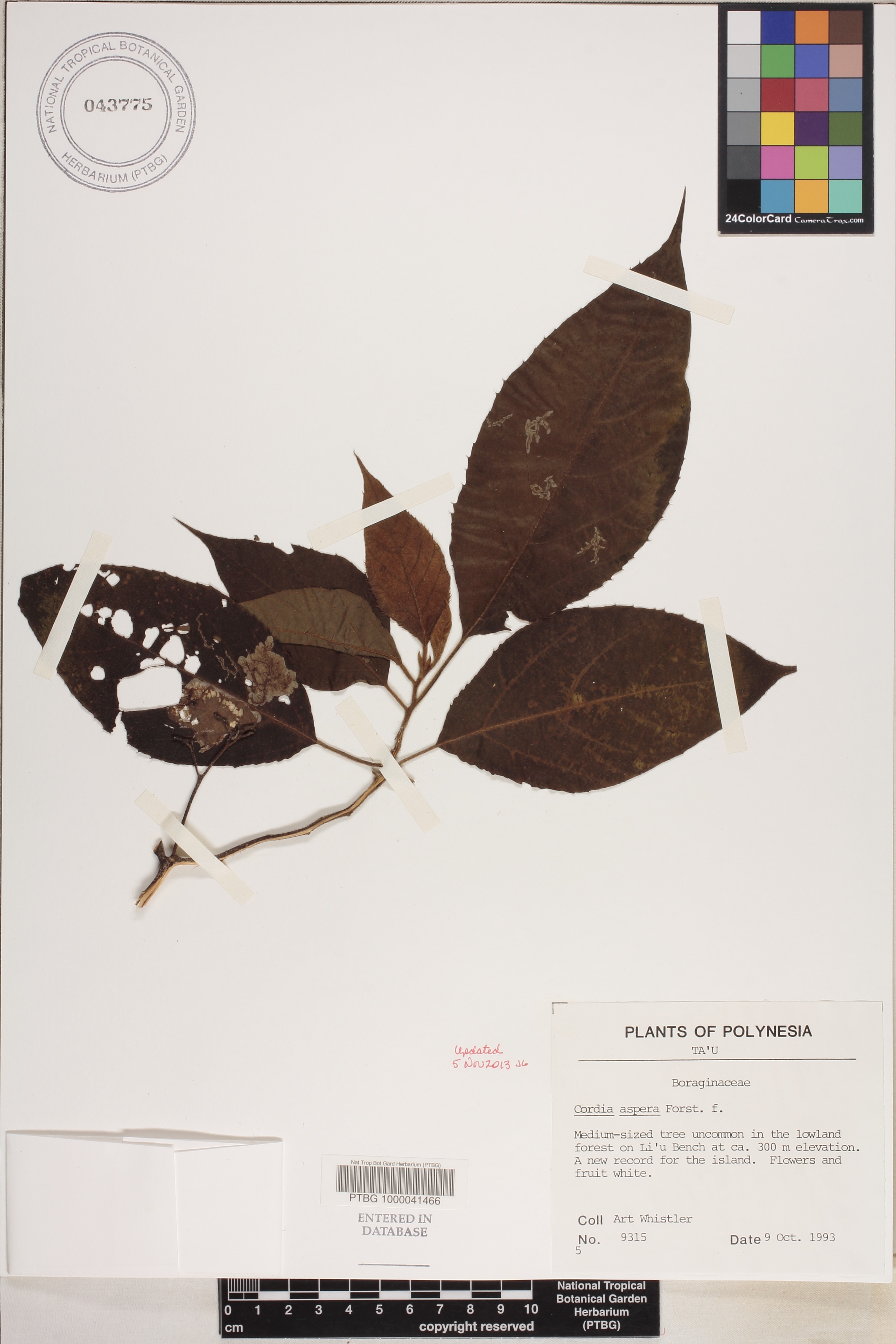 Cordia aspera image