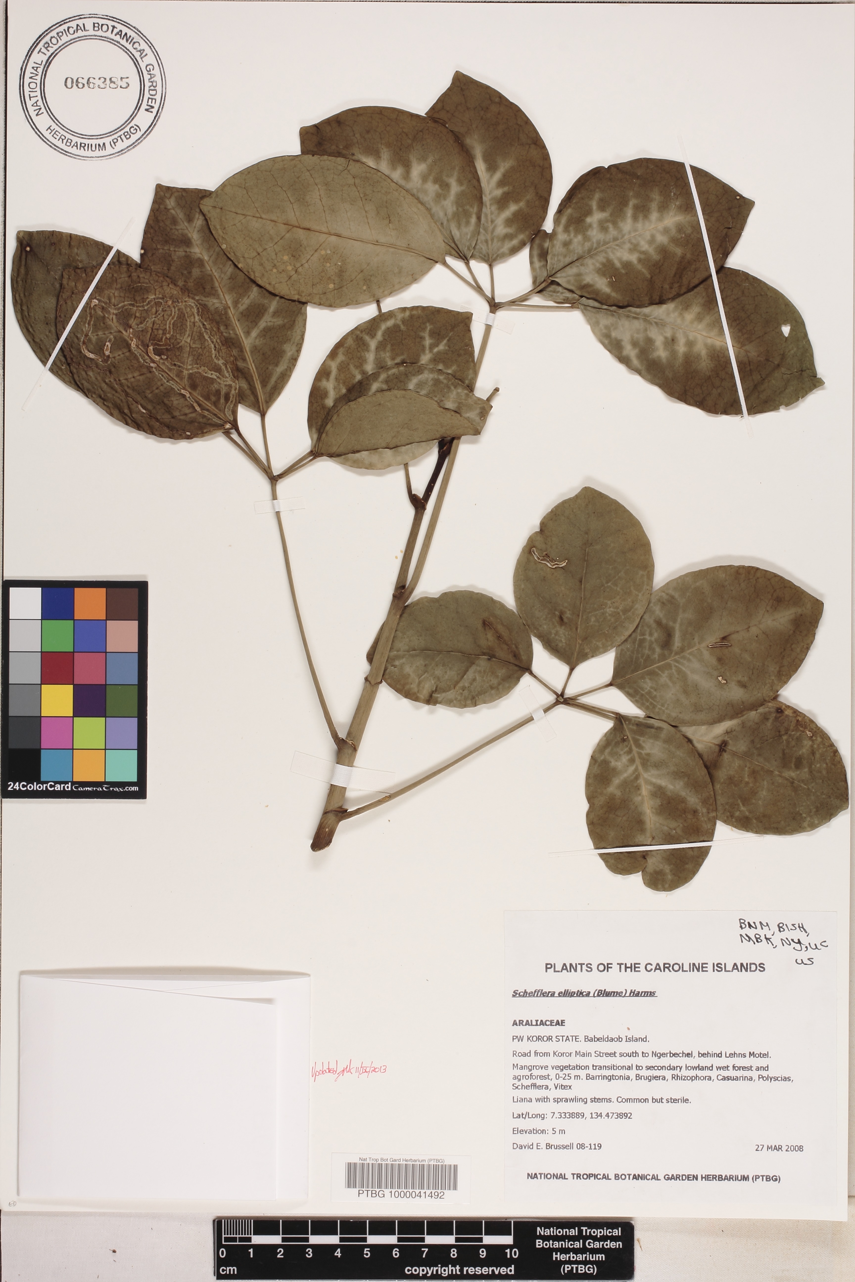 Schefflera elliptica image