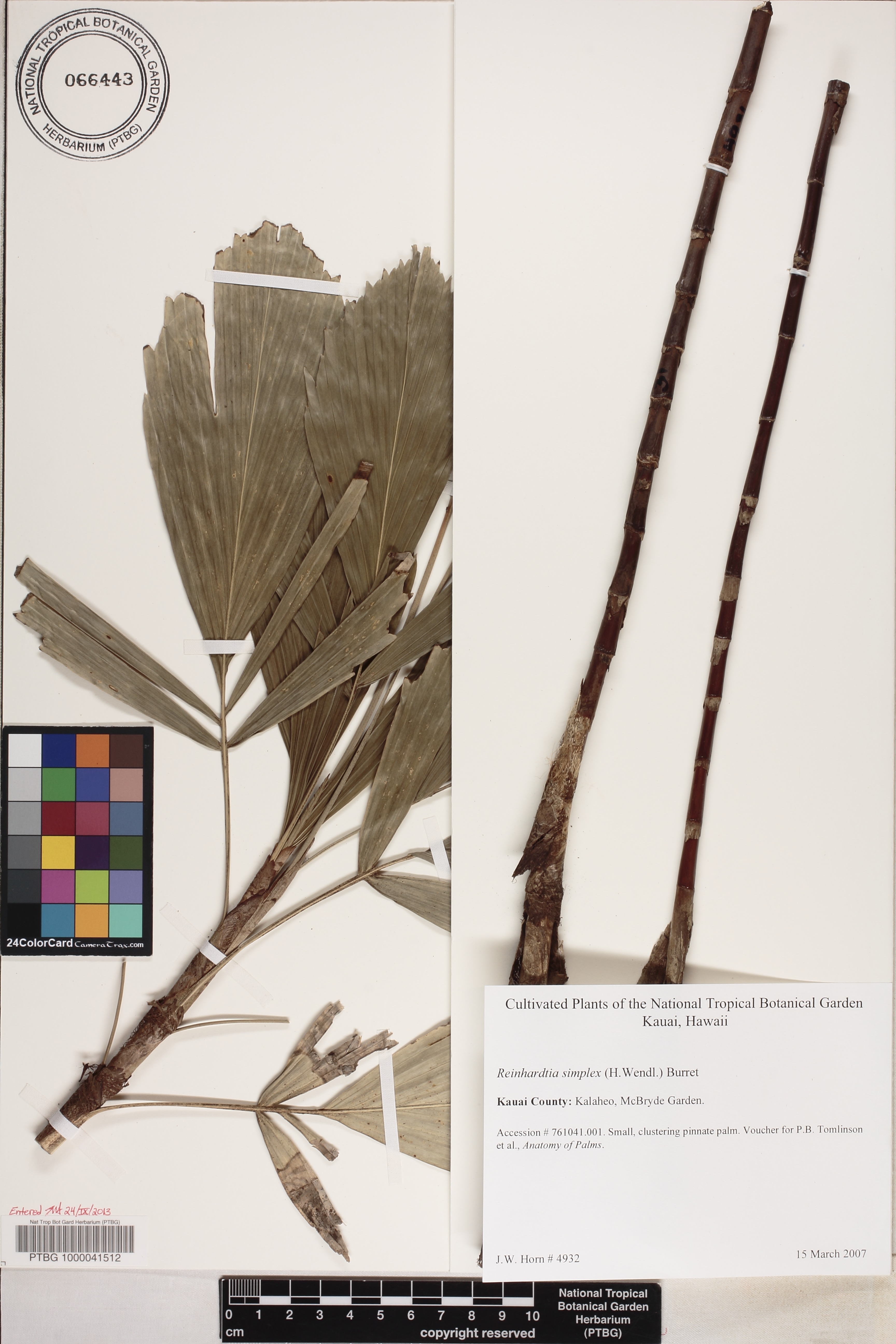 Reinhardtia simplex image