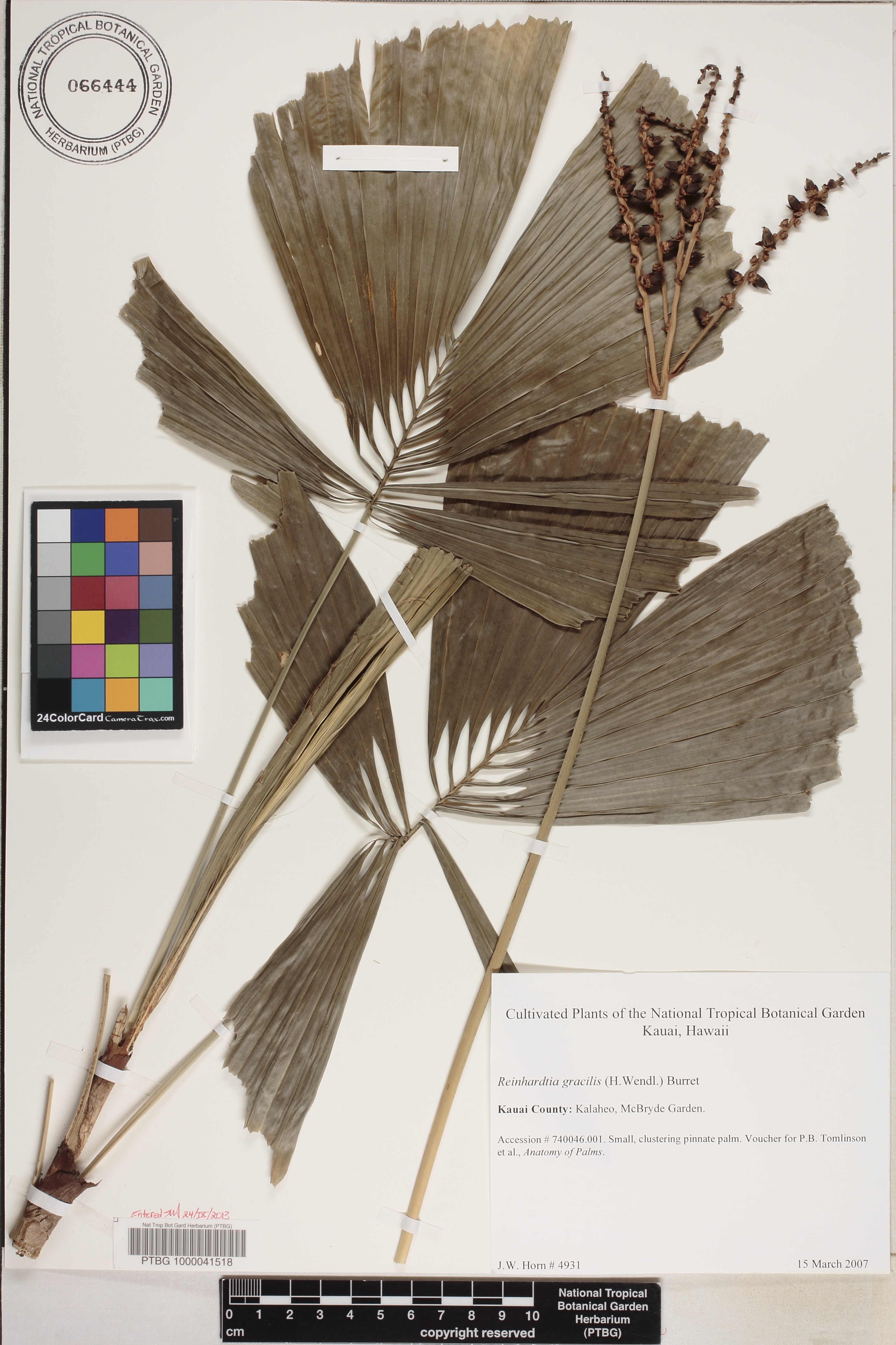 Reinhardtia gracilis image