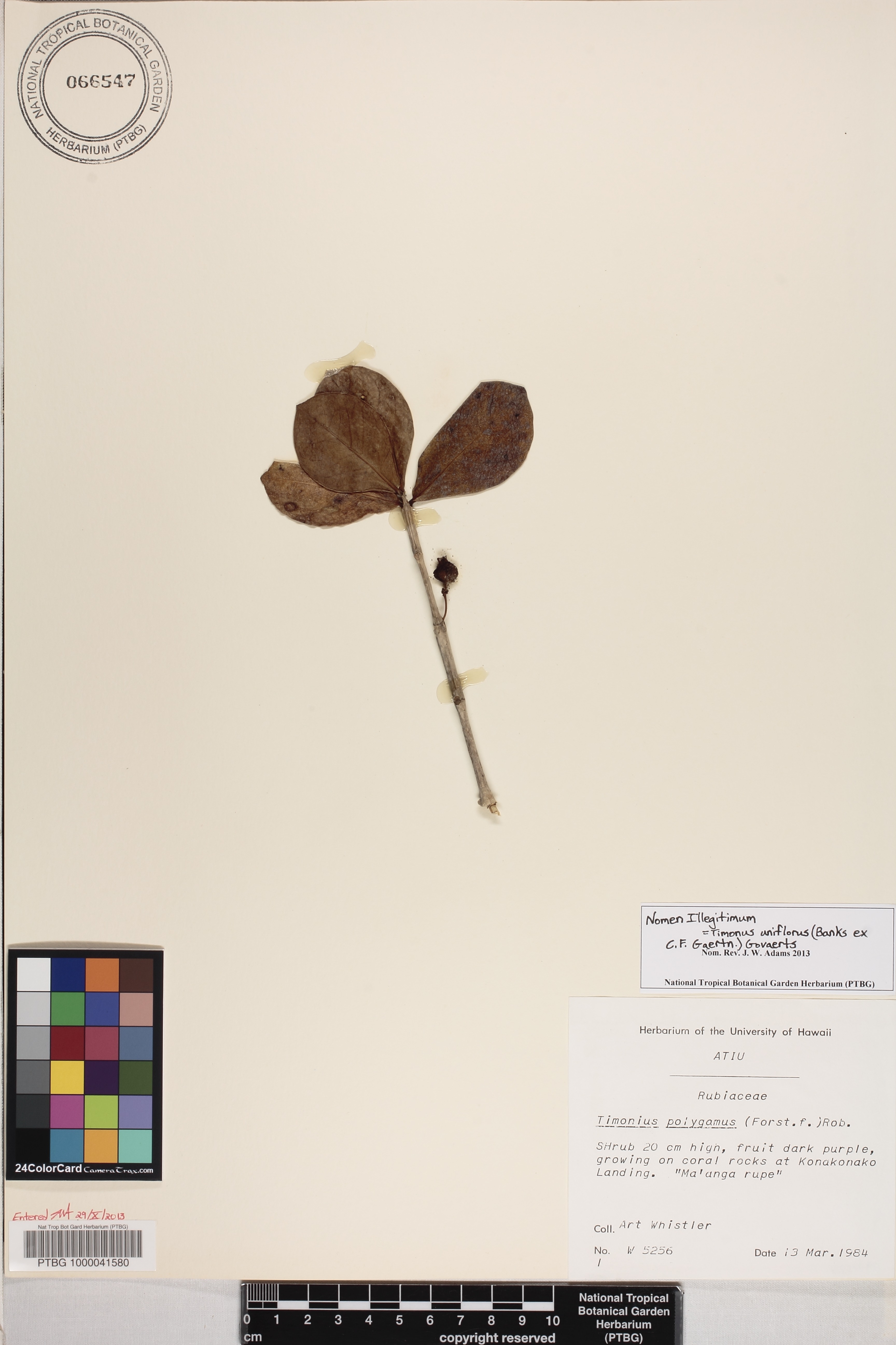 Timonius uniflorus image