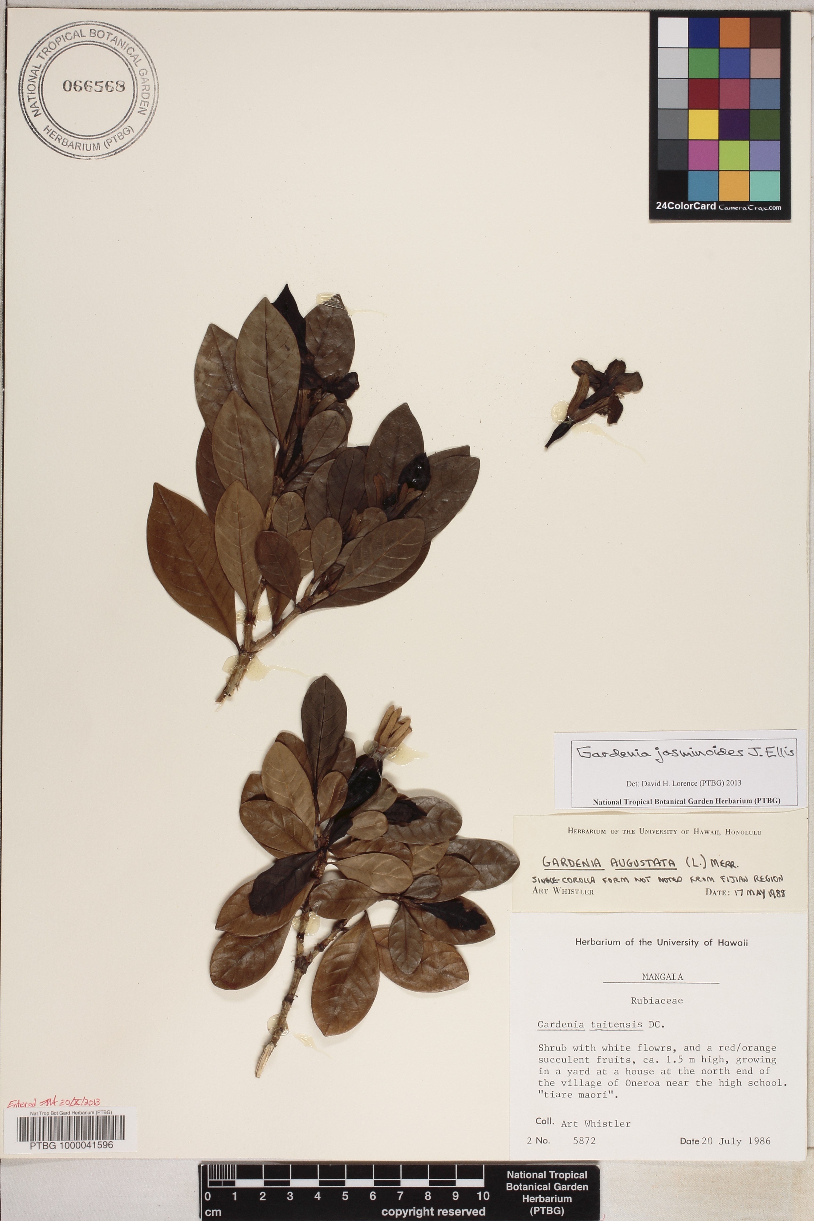 Gardenia jasminoides image